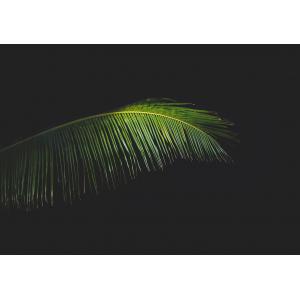 ต้นไม้สวยงาม