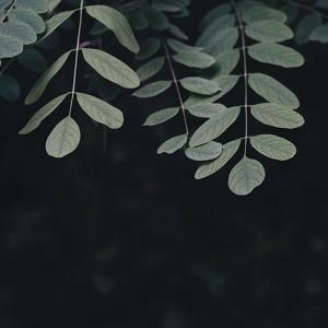 ต้นไม้ปลอมสุดเท่