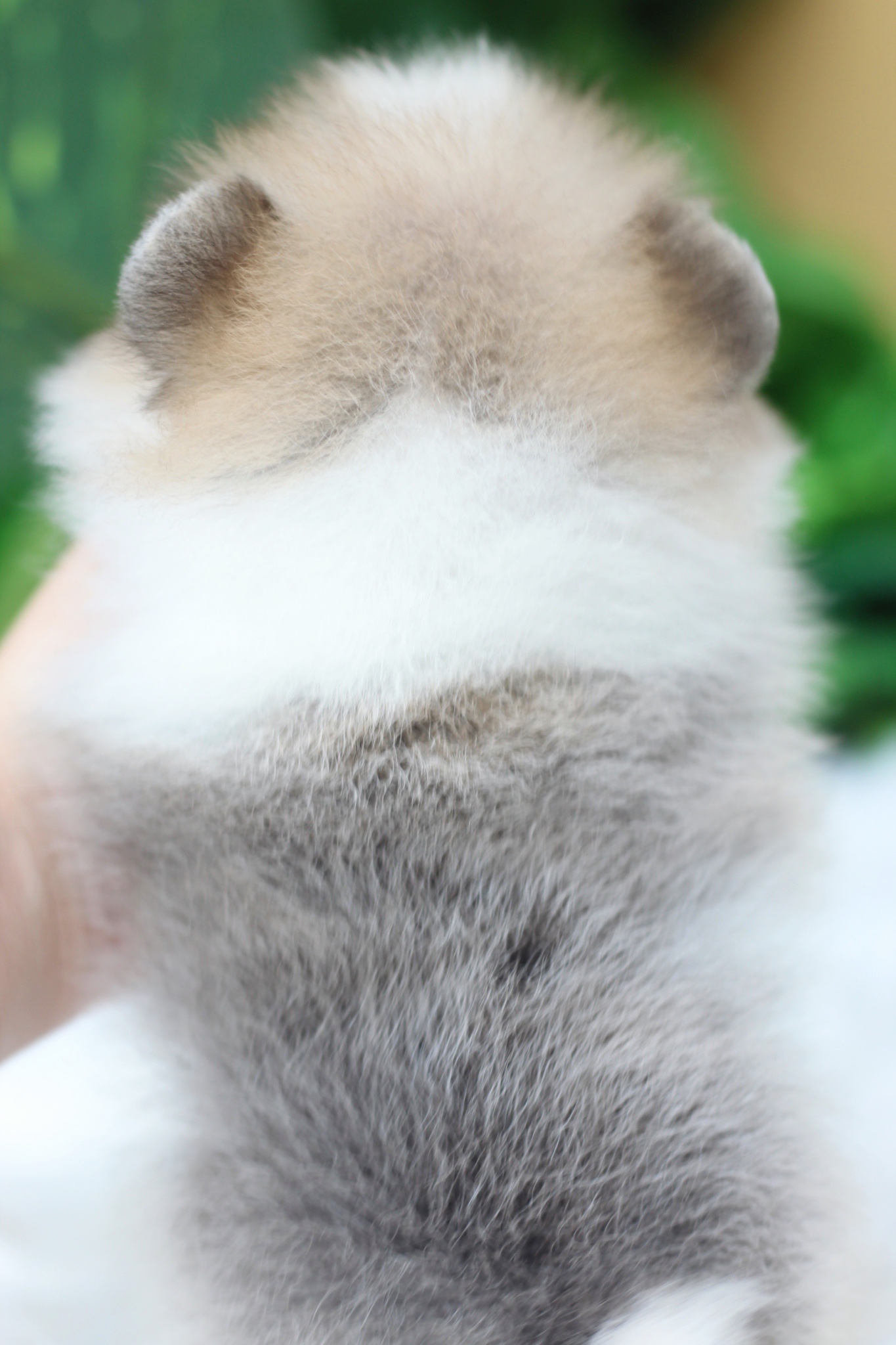 ปอมเมอเรเนียน เพศผู้สีแฟนซี เกรดโชว์