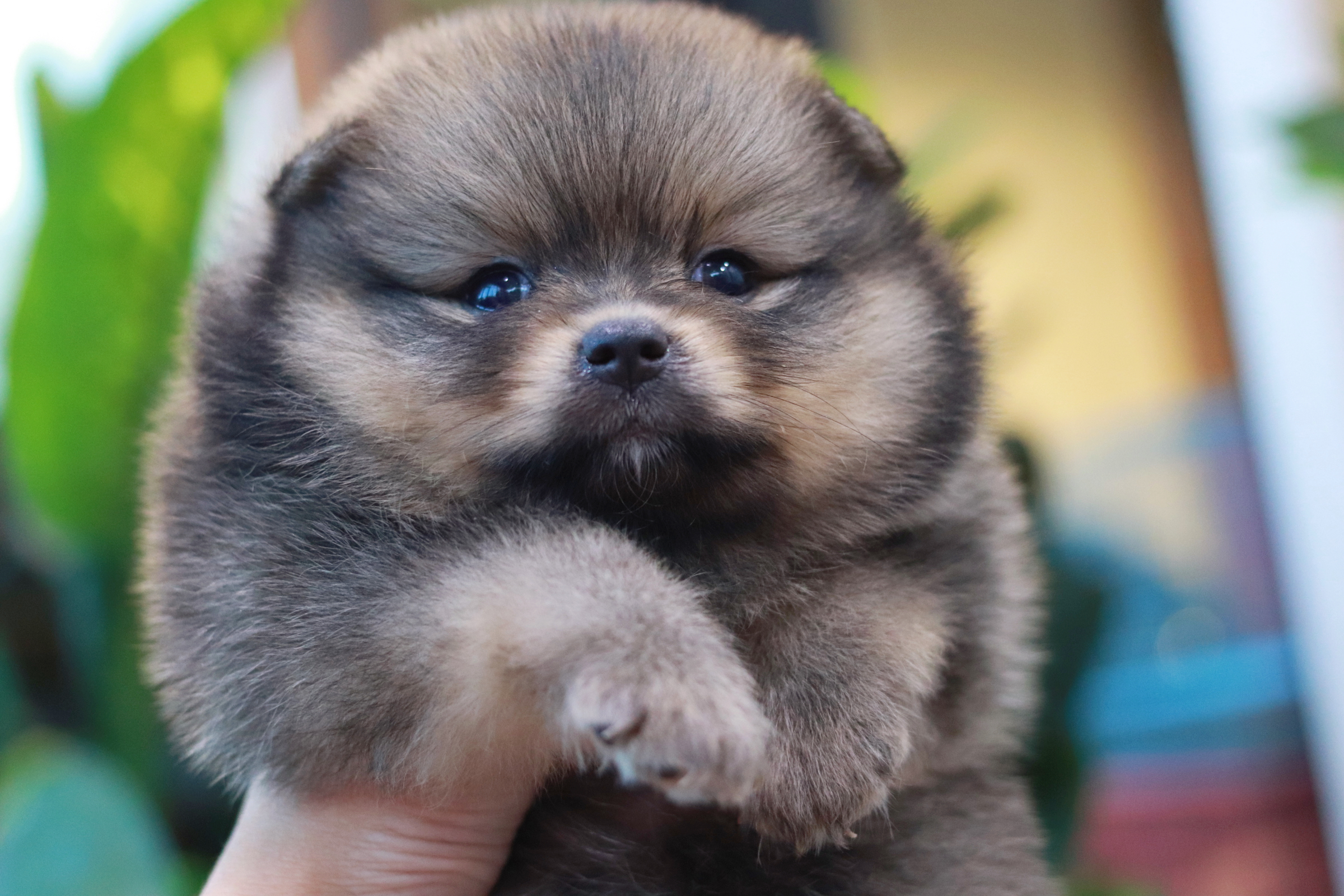 ปอมเมอเรเนียน เพศผู้สีส้ม