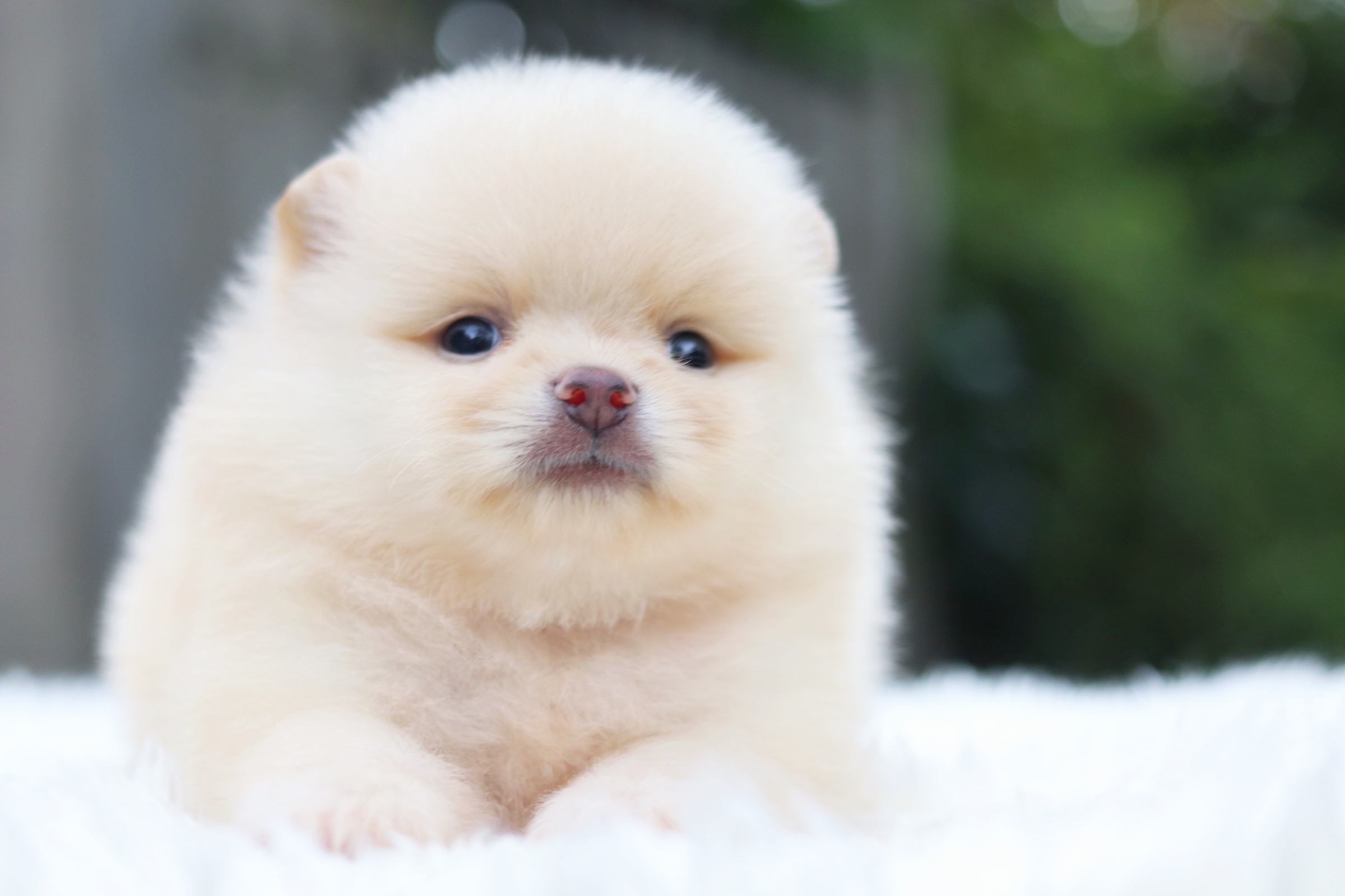 ปอมเมอเรเนียน เพศผู้ ครีม