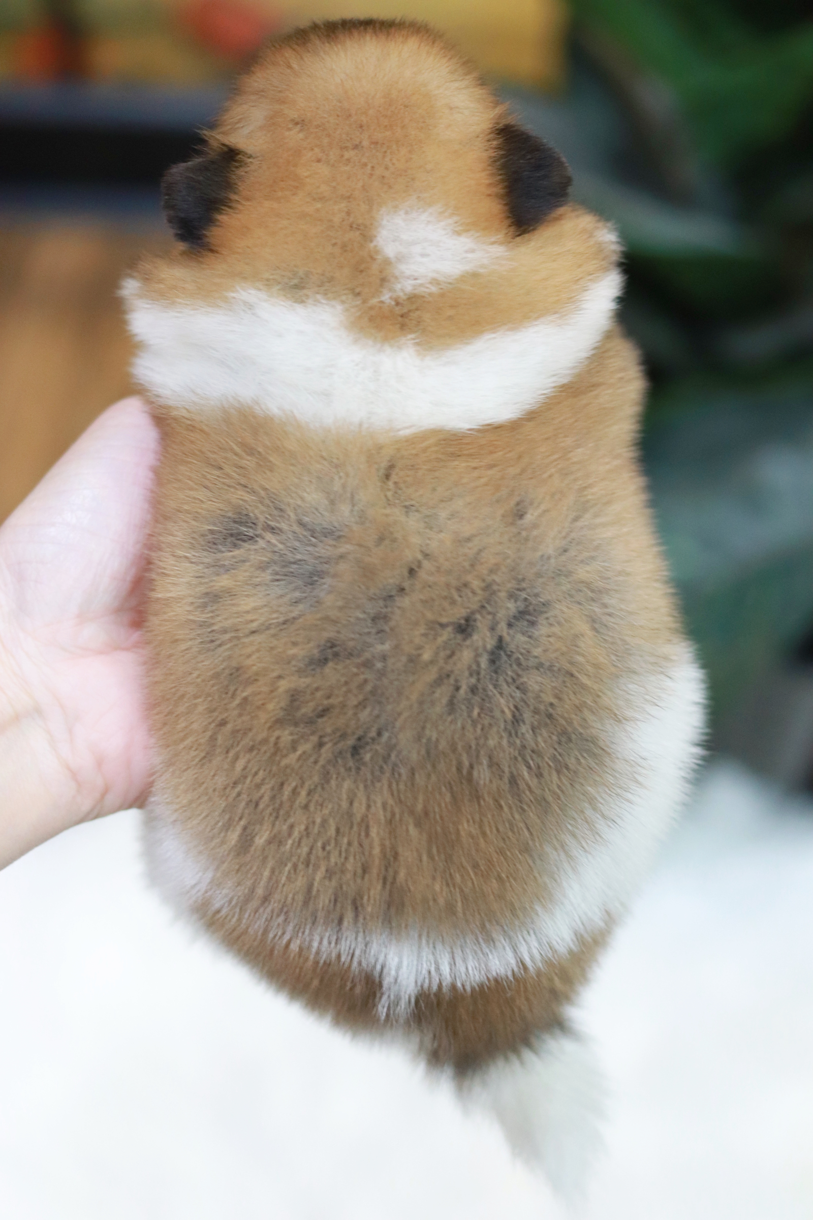 ปอมเมอเรเนียน เพศผู้