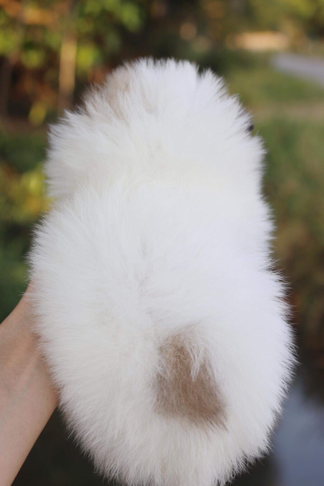 ปอมเมอเรเนียน เพศผู้