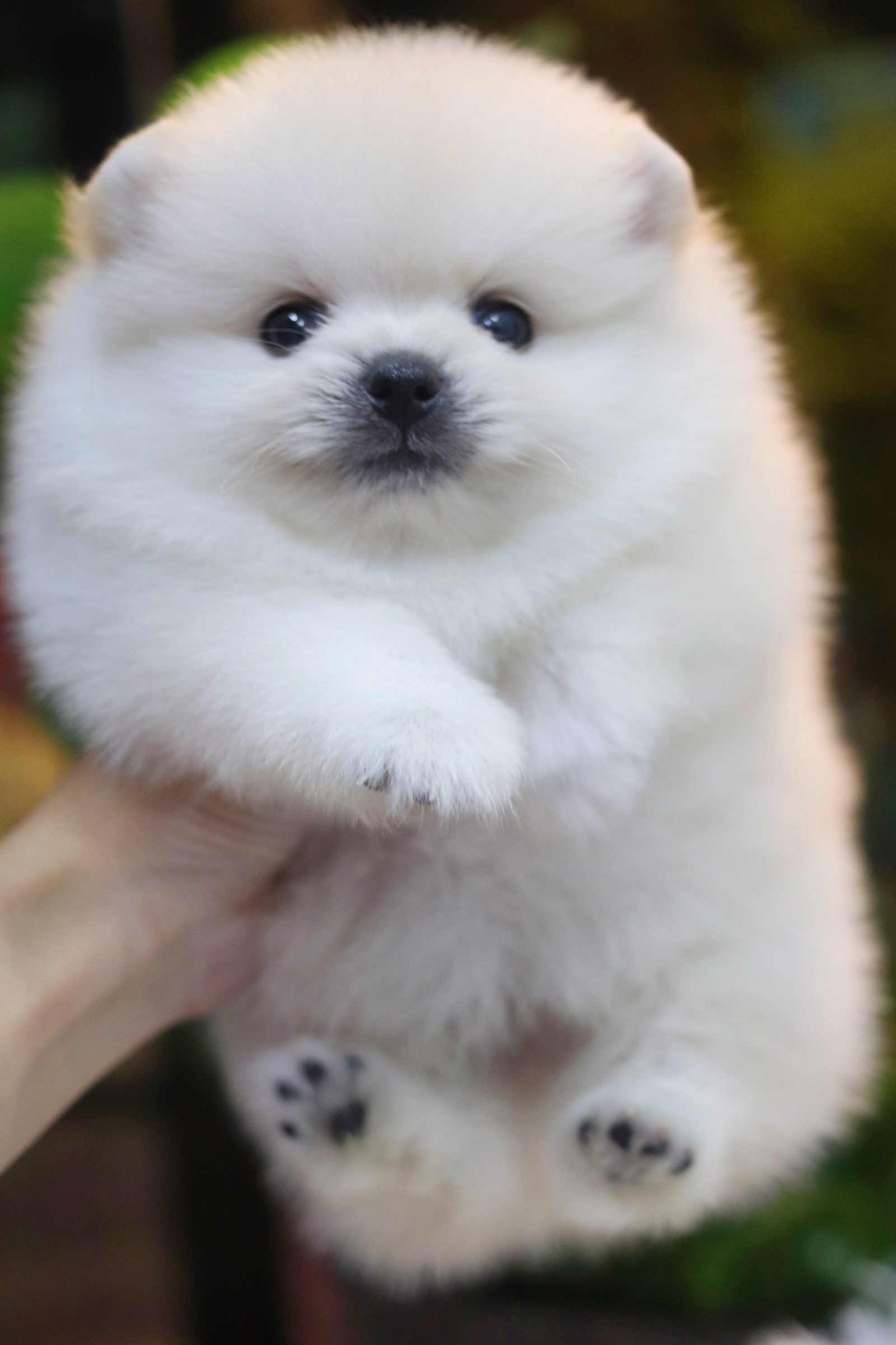 ปอมเมอเรเนียน เพศผู้ สีขาวครีม