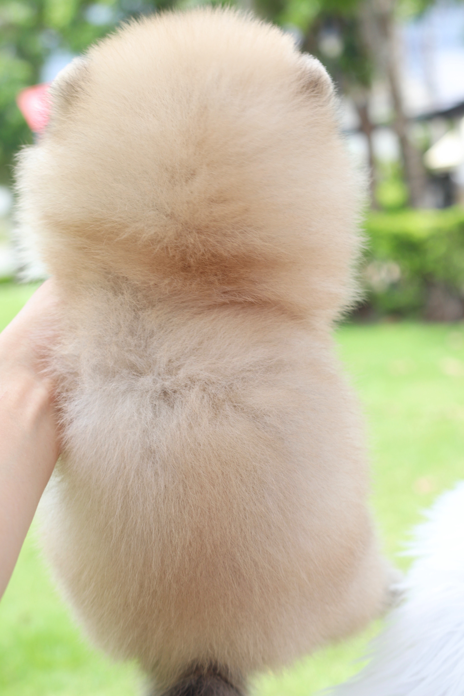 ปอมเมอเรเนียน เพศผู้ สีส้ม เกรดโชว์