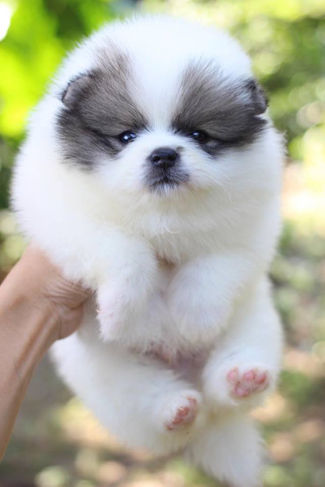 ปอมเมอเรเนียน เพศผู้