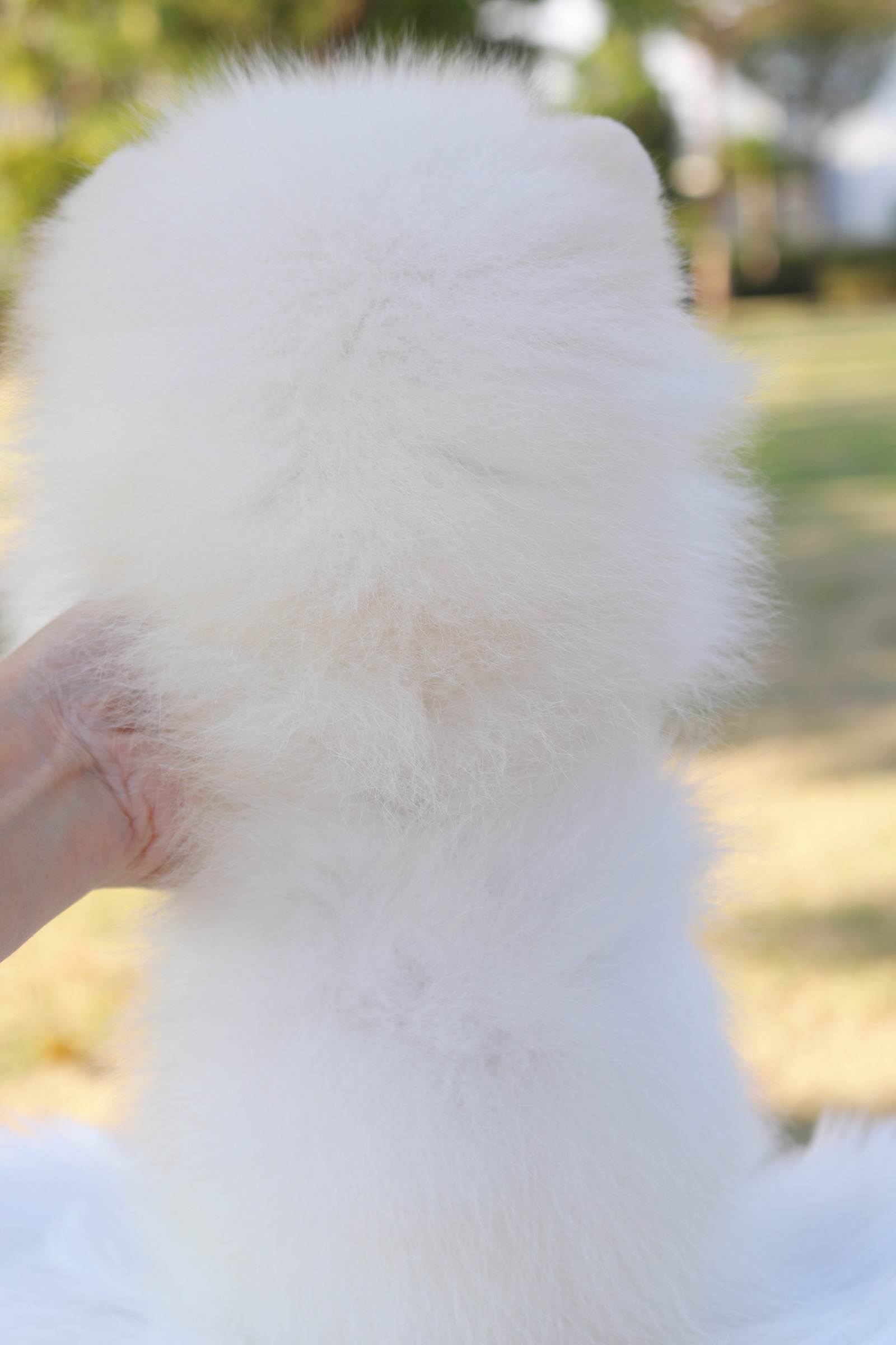 ปอมเมอเรเนียน เพศผู้ สีขาวครีม