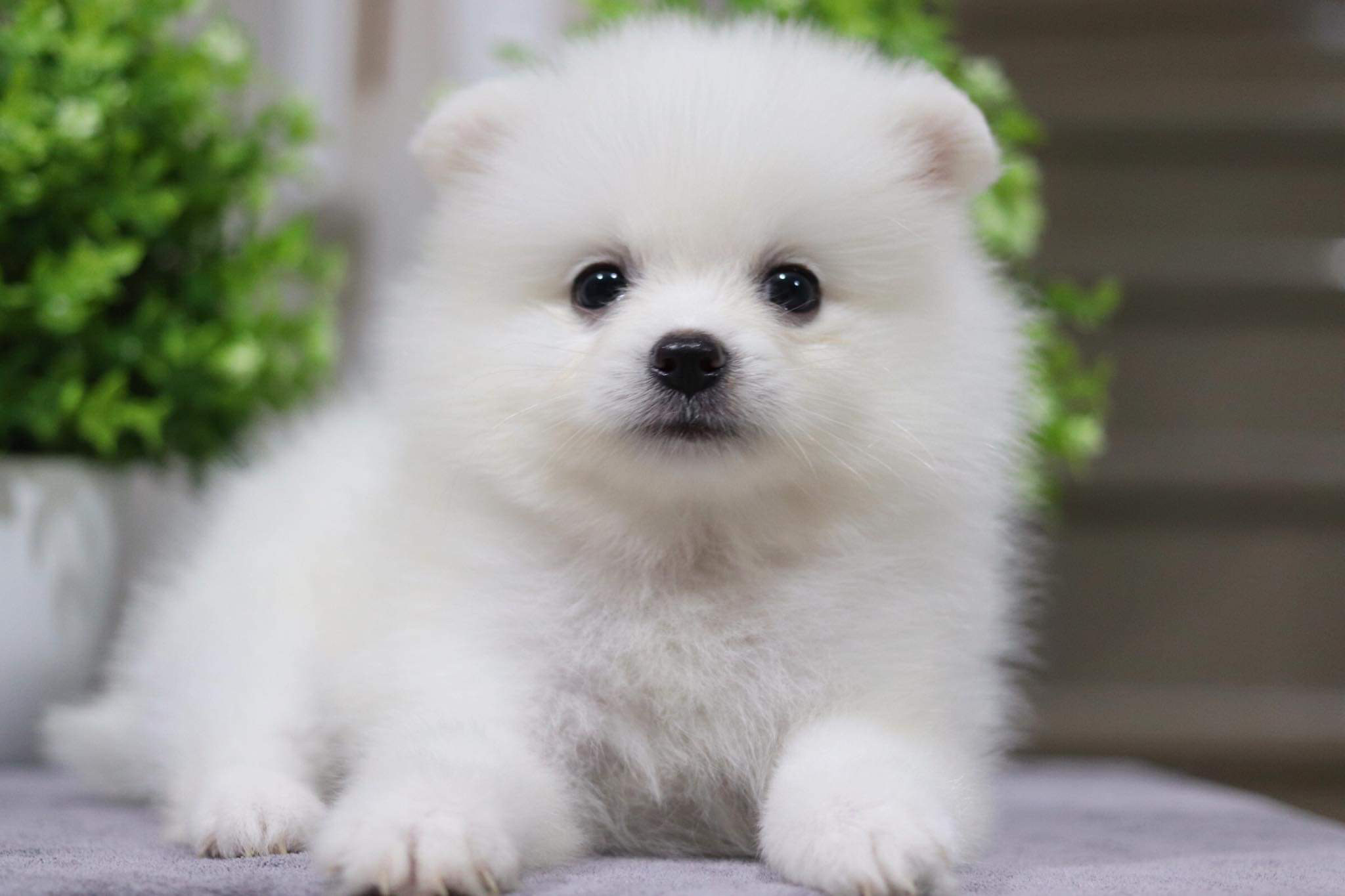 ปอมเมอเรเนียน เพศผู้