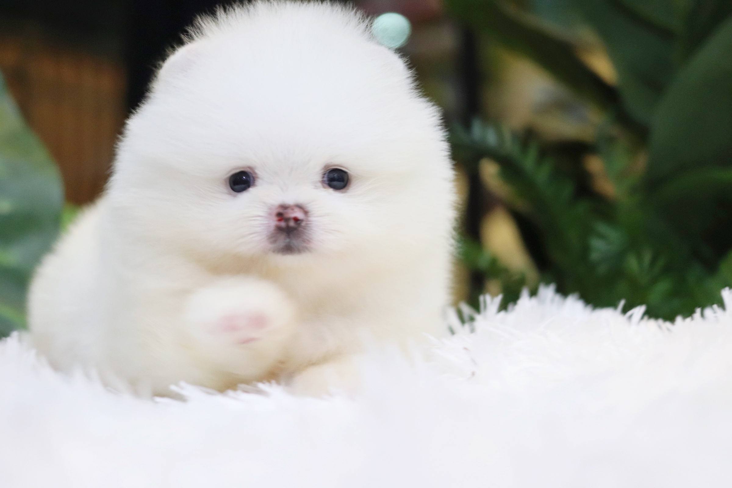 ปอมเมอเรเนียน เพศผู้ สีขาวเกรดโชว์ พร้อมใบเพ็ดดีกรีเต็มใบ