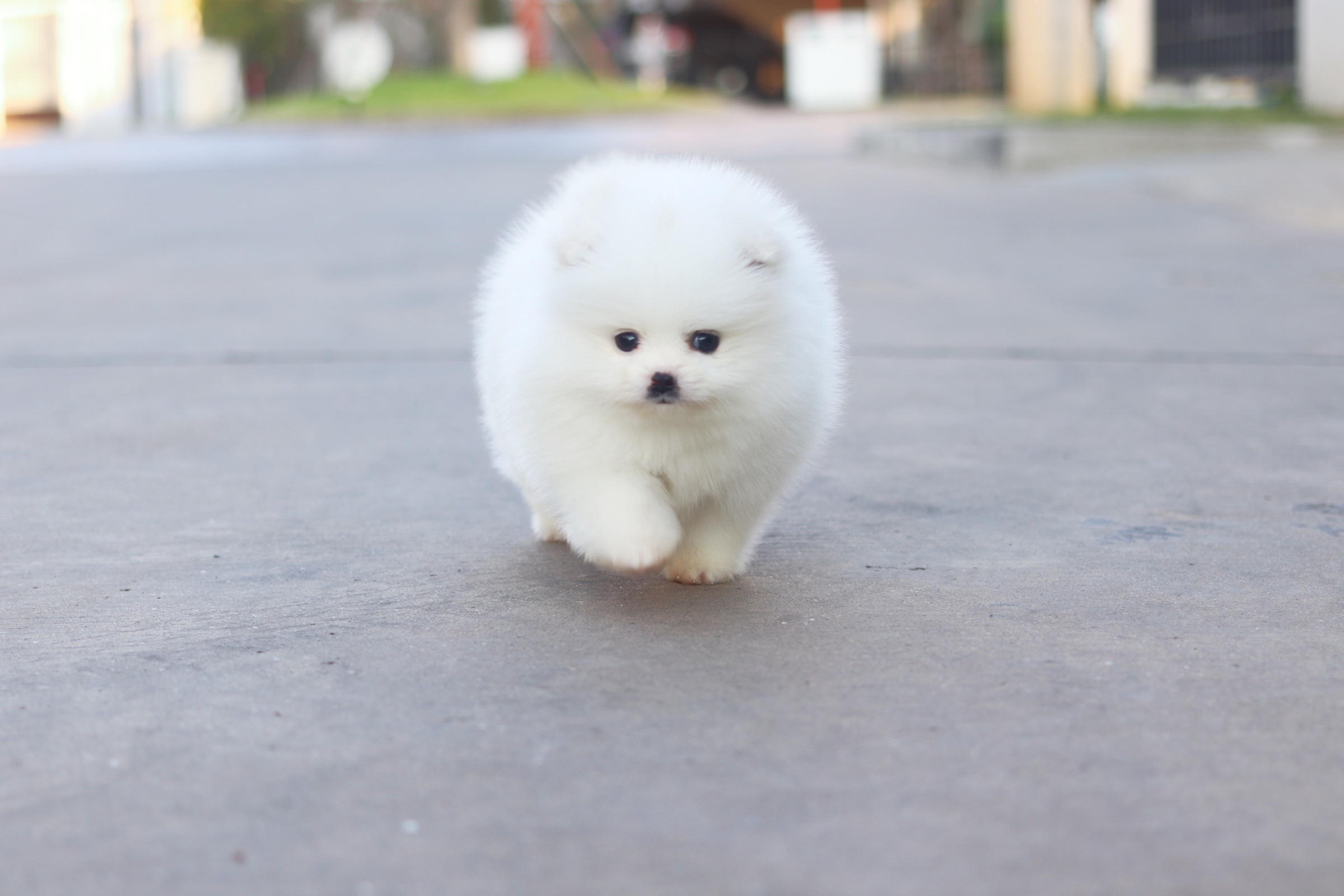 ปอมเมอเรเนียน เพศผู้ สีขาวครีม เกรดโชว์