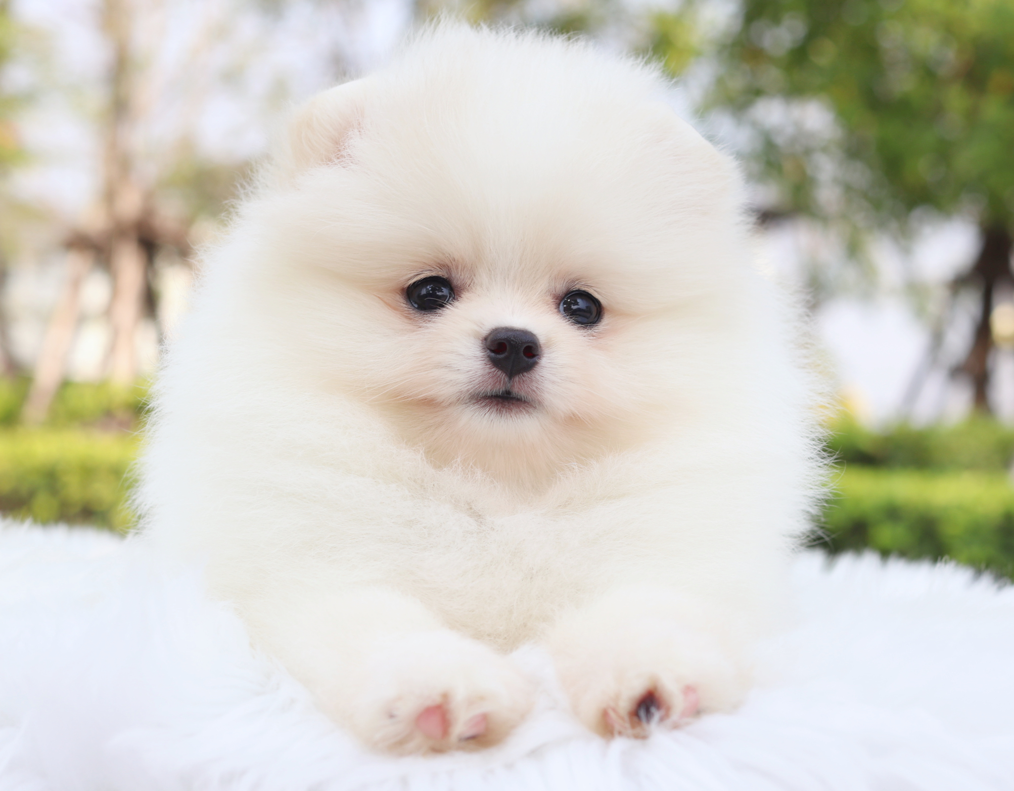 ปอมเมอเรเนียน เพศเมียสีขาวครีม