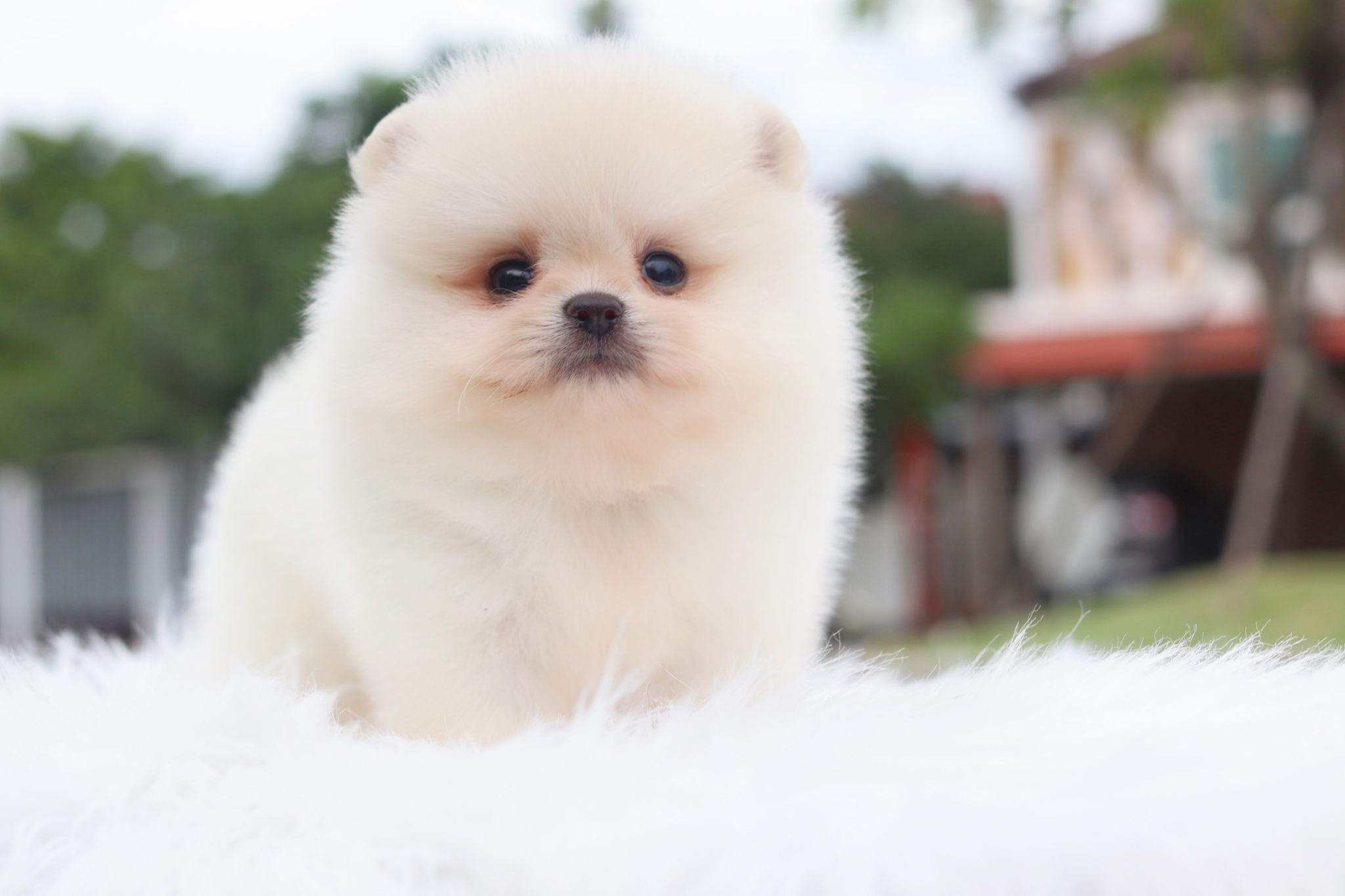 ปอมเมอเรเนียน เพศผู้สีขาวครีม