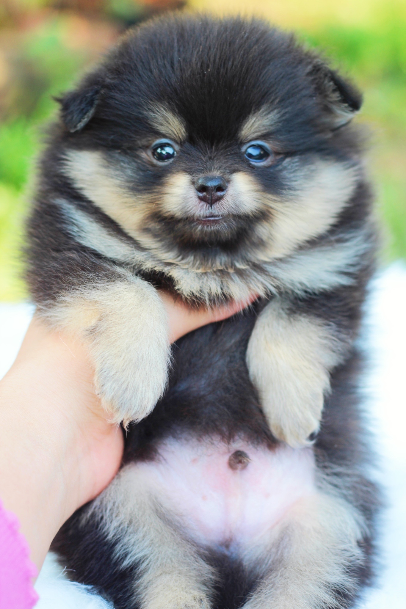 ปอมเมอเรเนียน เพศผู้ สีแบล็คแทน