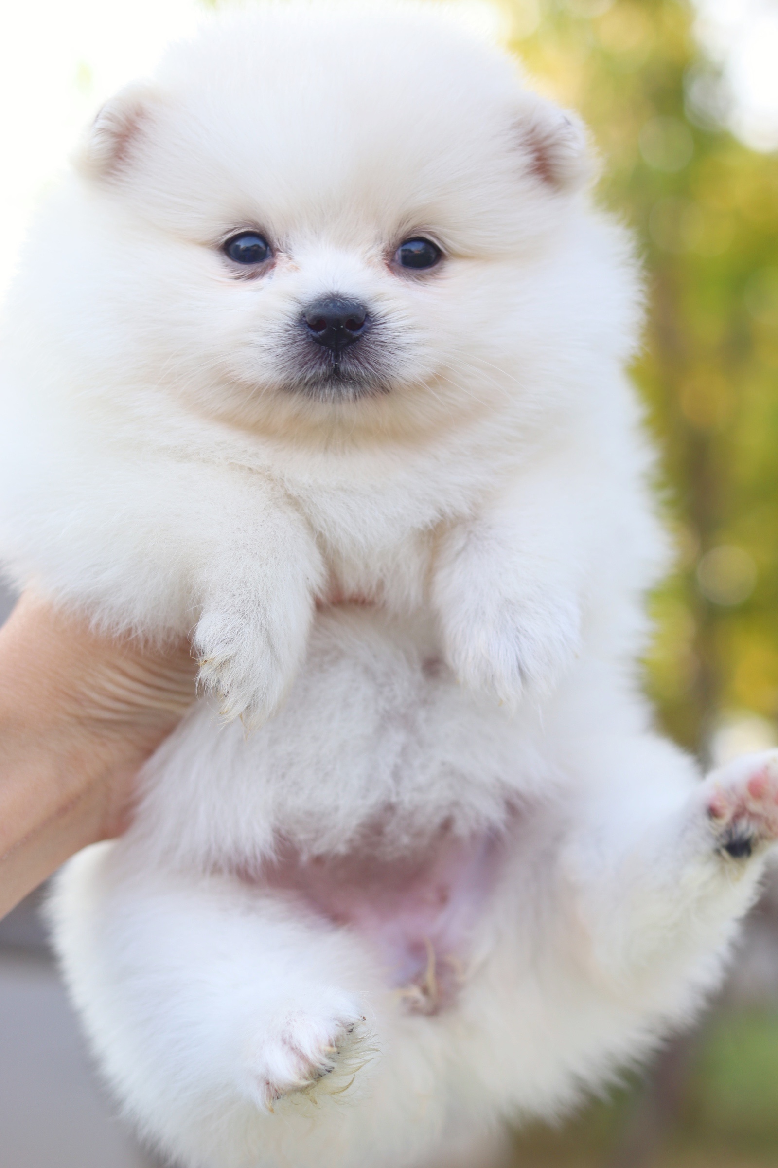 ปอมเมอเรเนียน เพศเมียสีขาวครีม