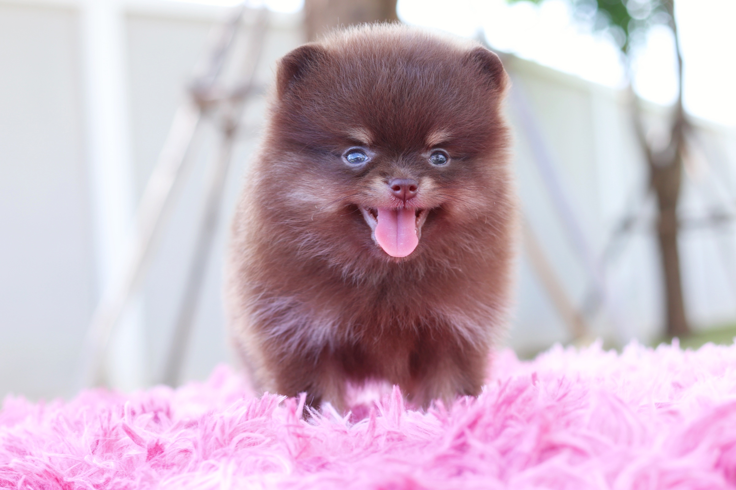 ปอมเมอเรเนียน เพศผู้ สีช็อคแทน