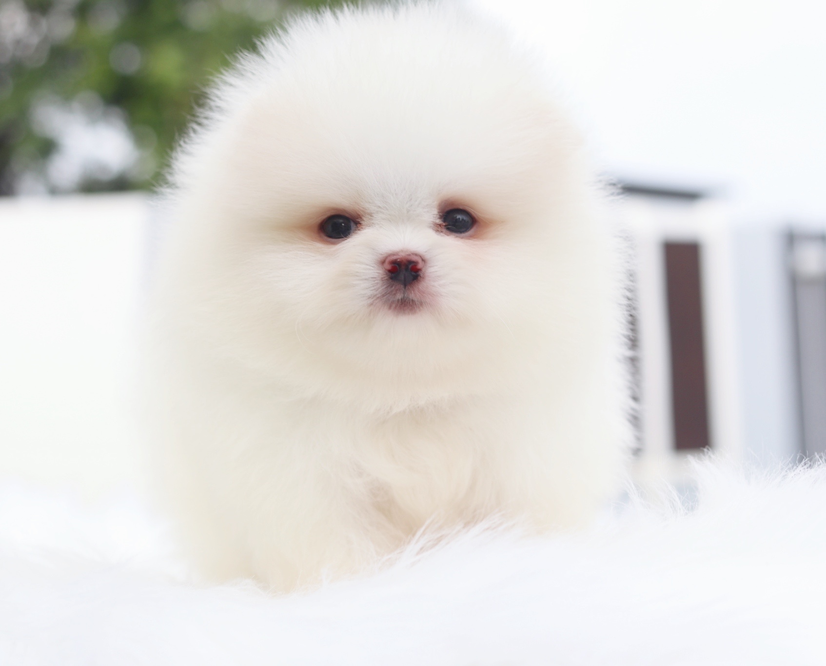 ปอมเมอเรเนียน เพศผู้สีขาวครีมเกรดโชว์ พร้อมใบเพ็ดเต็มใบ