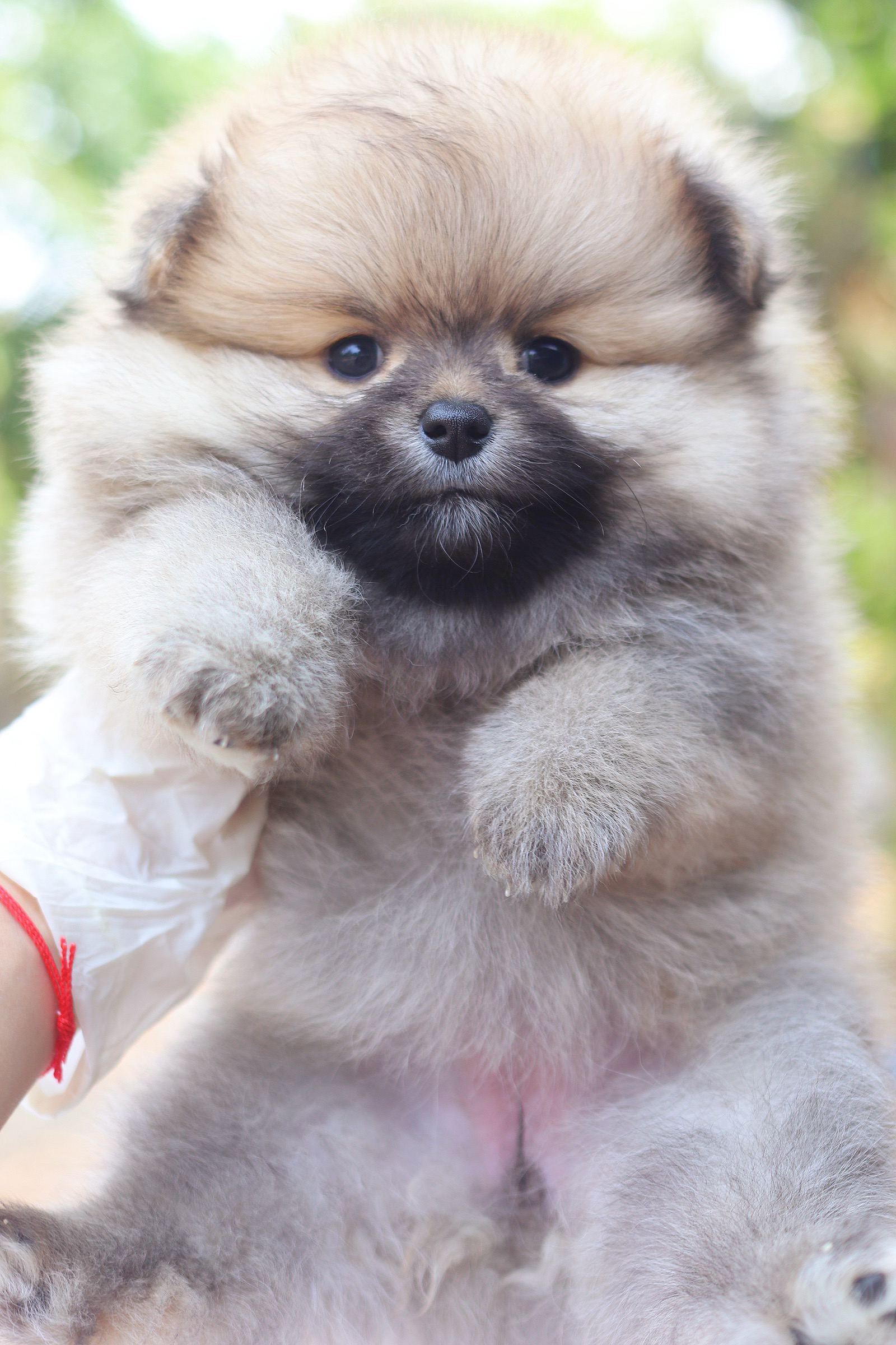 ปอมเมอเรเนียน เพศเมียสีส้ม