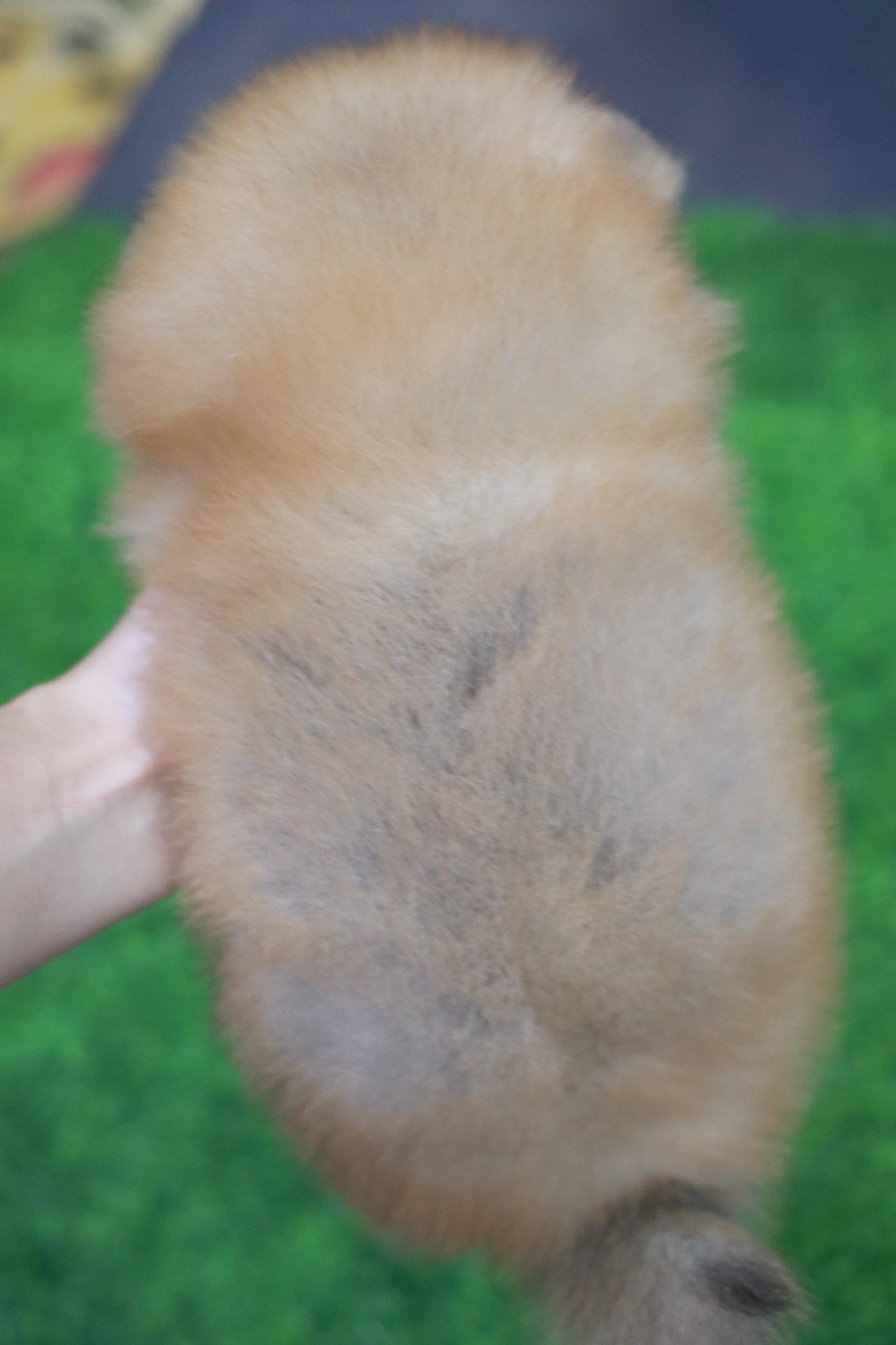 ปอมเมอเรเนียน เพศผู้สีส้ม เกรดโชว์