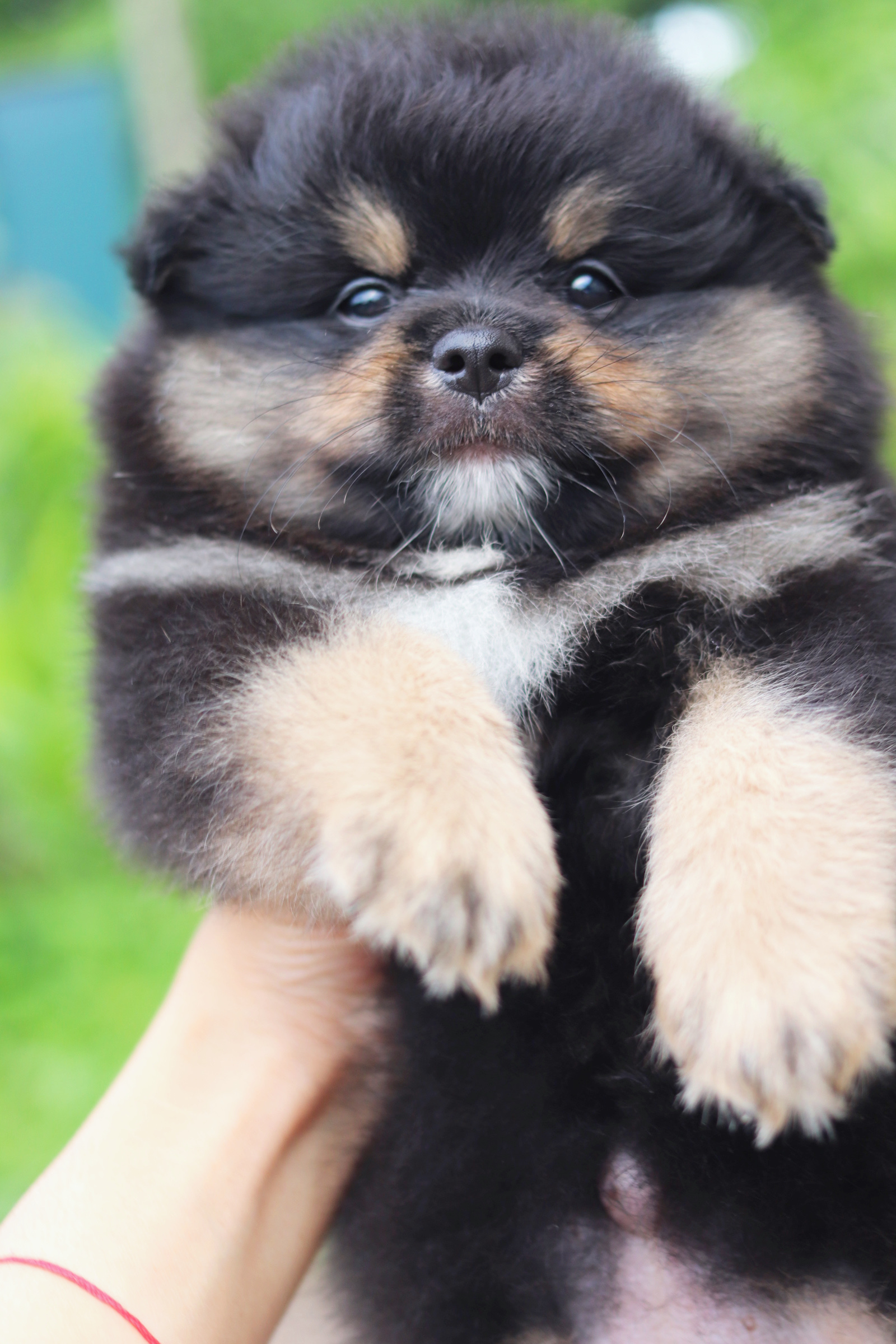 ปอมเมอเรเนียน เพศผู้ แบล็คแทน