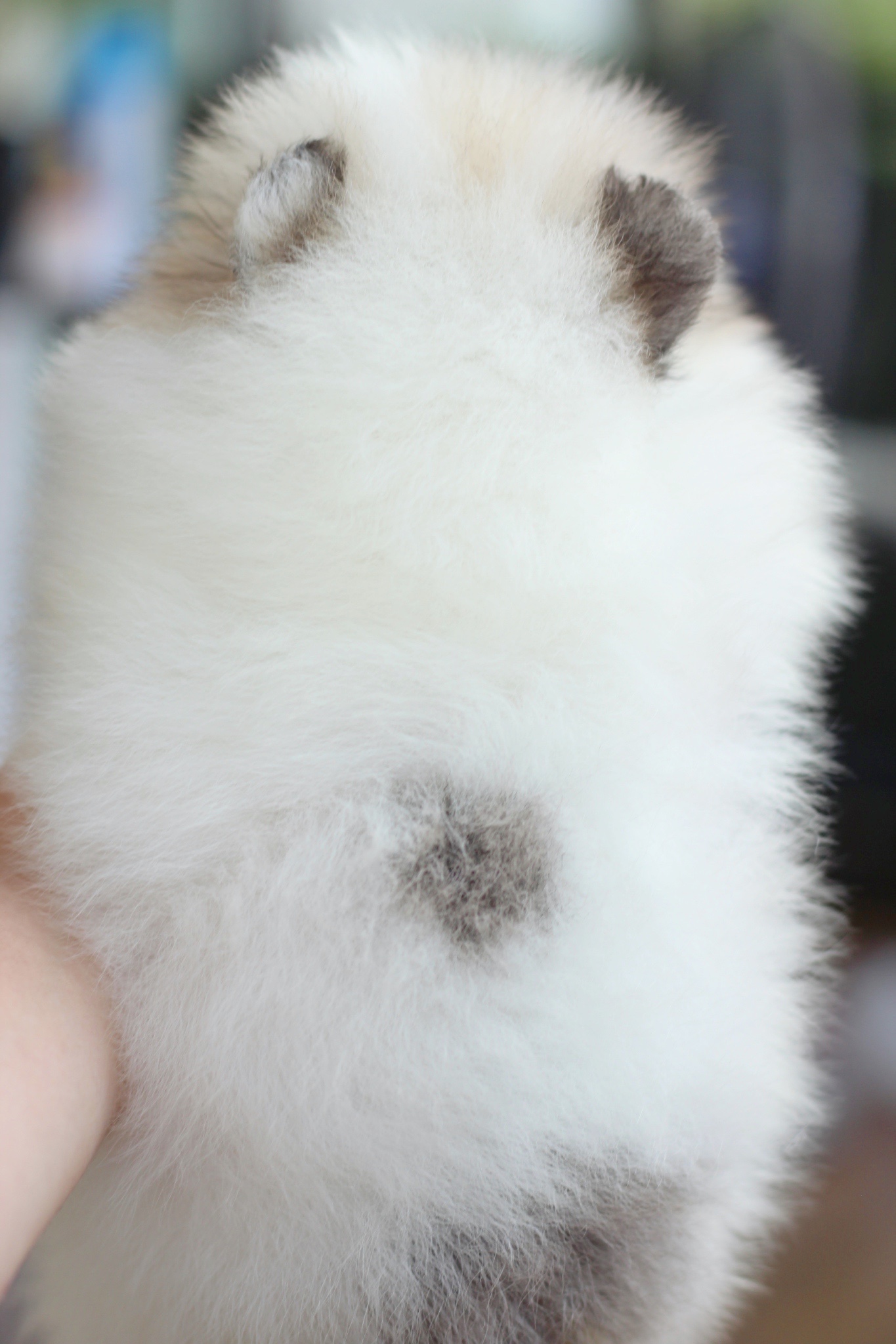 ปอมเมอเรเนียน เพศผู้ สีแฟนซีเกรดโชว์