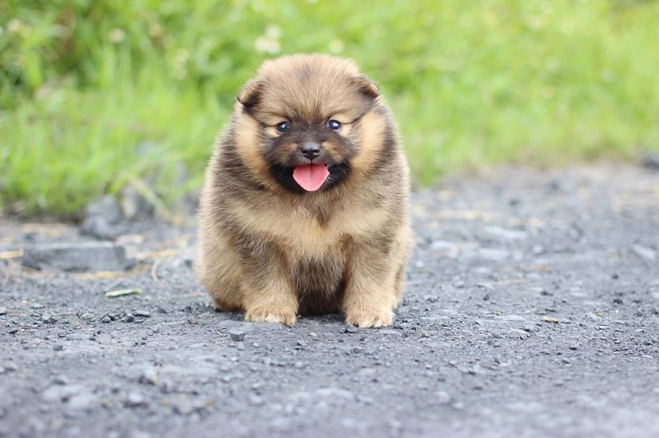 ปอมเมอเรเนียน เพศเมีย