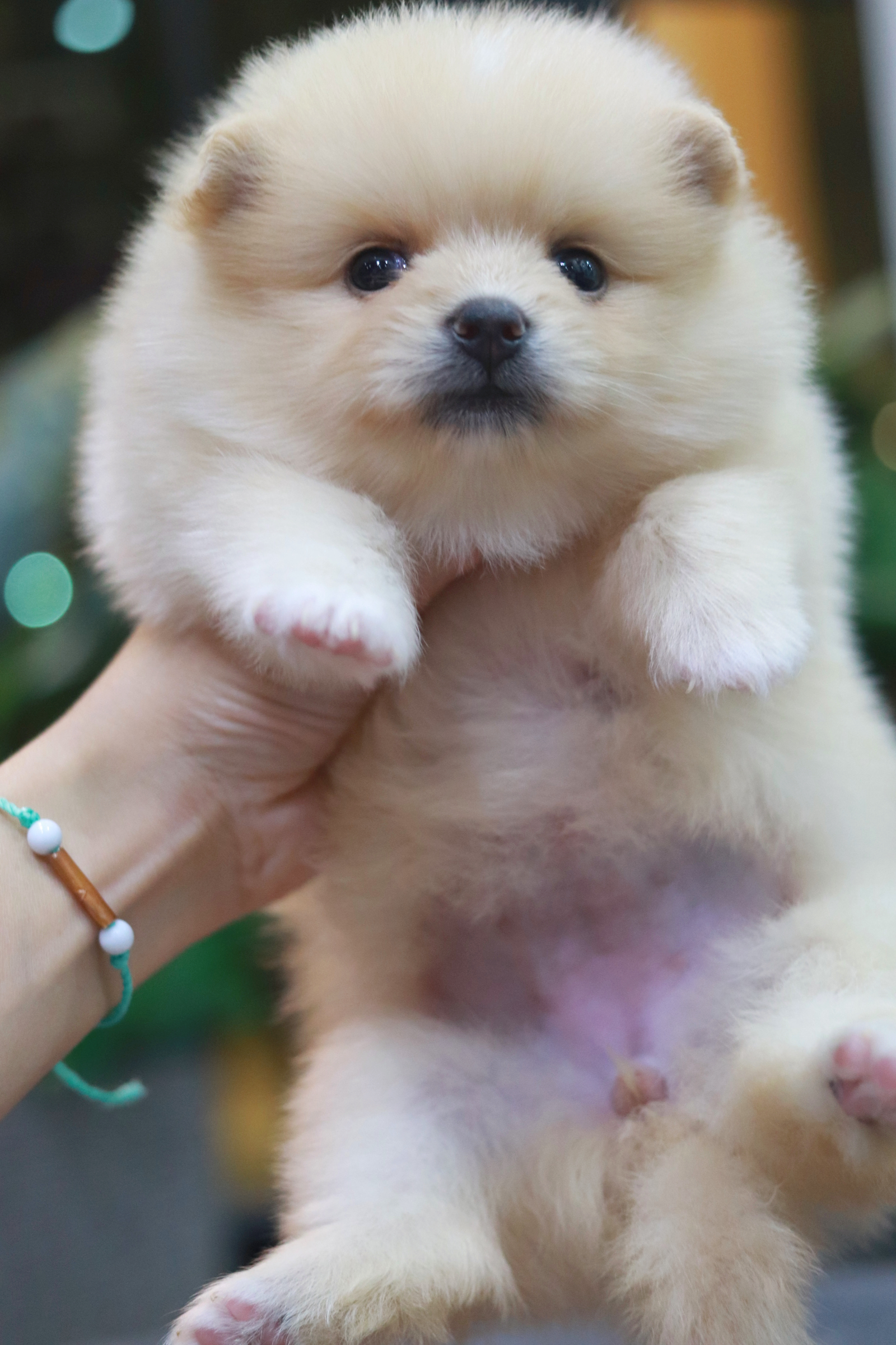 ปอมเมอเรเนียน เพศเมีย