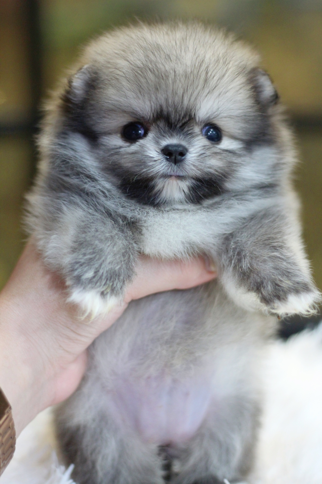 ปอมเมอเรเนียน เพศเมีย สีส้ม