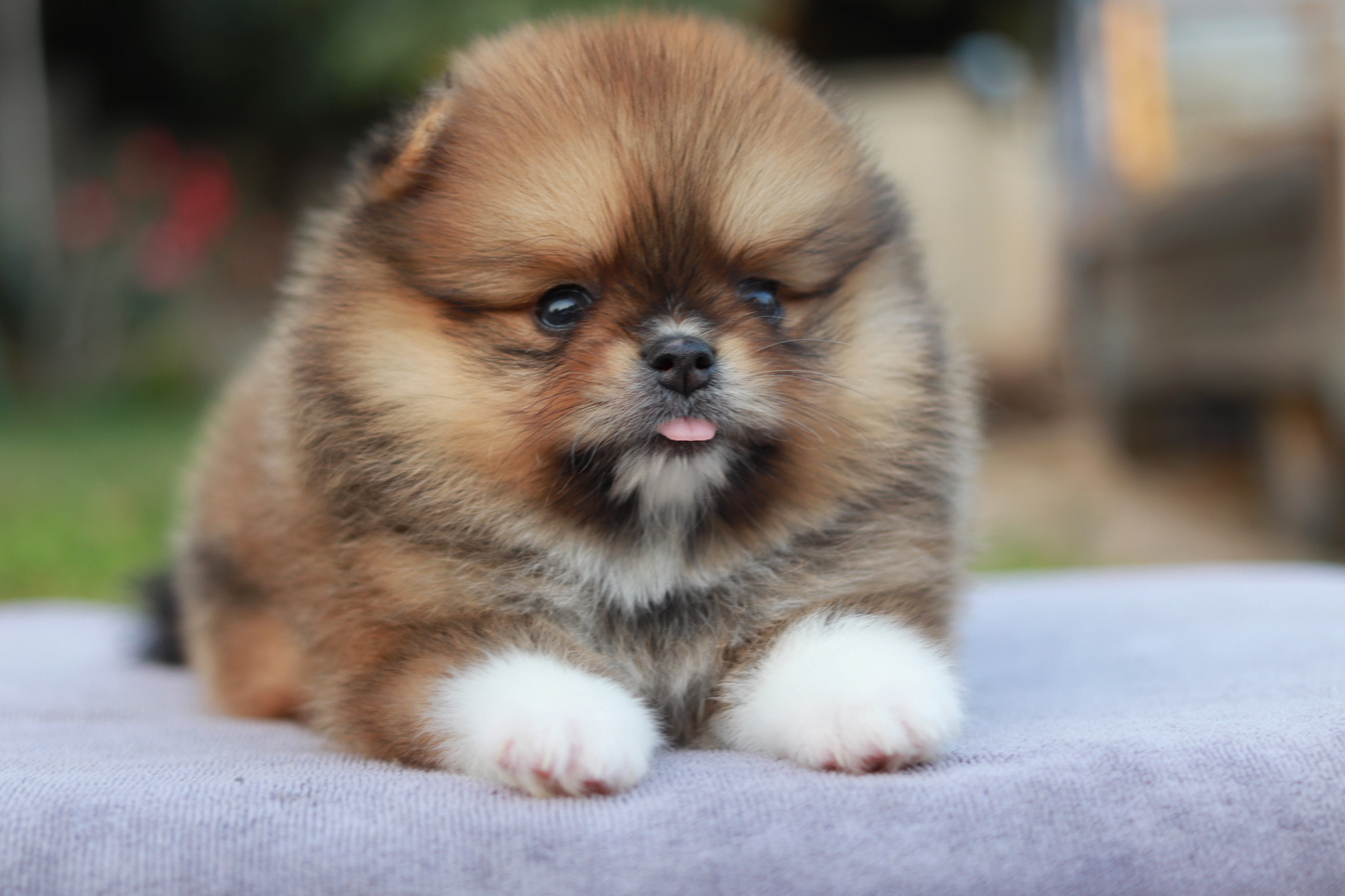 ปอมเมอเรเนียน เพศผู้ส้มขนแน่น