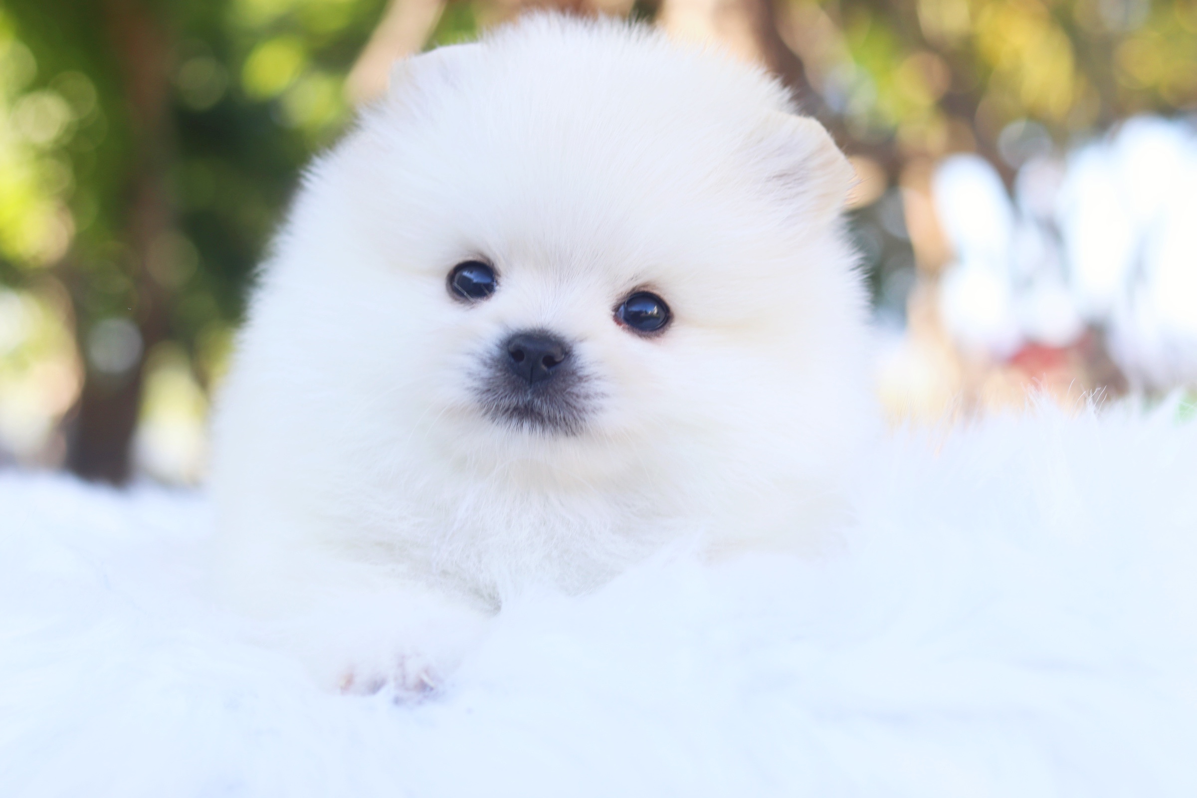 ปอมเมอเรเนียน เพศผู้ สีขาวครีม เกรดโชว์