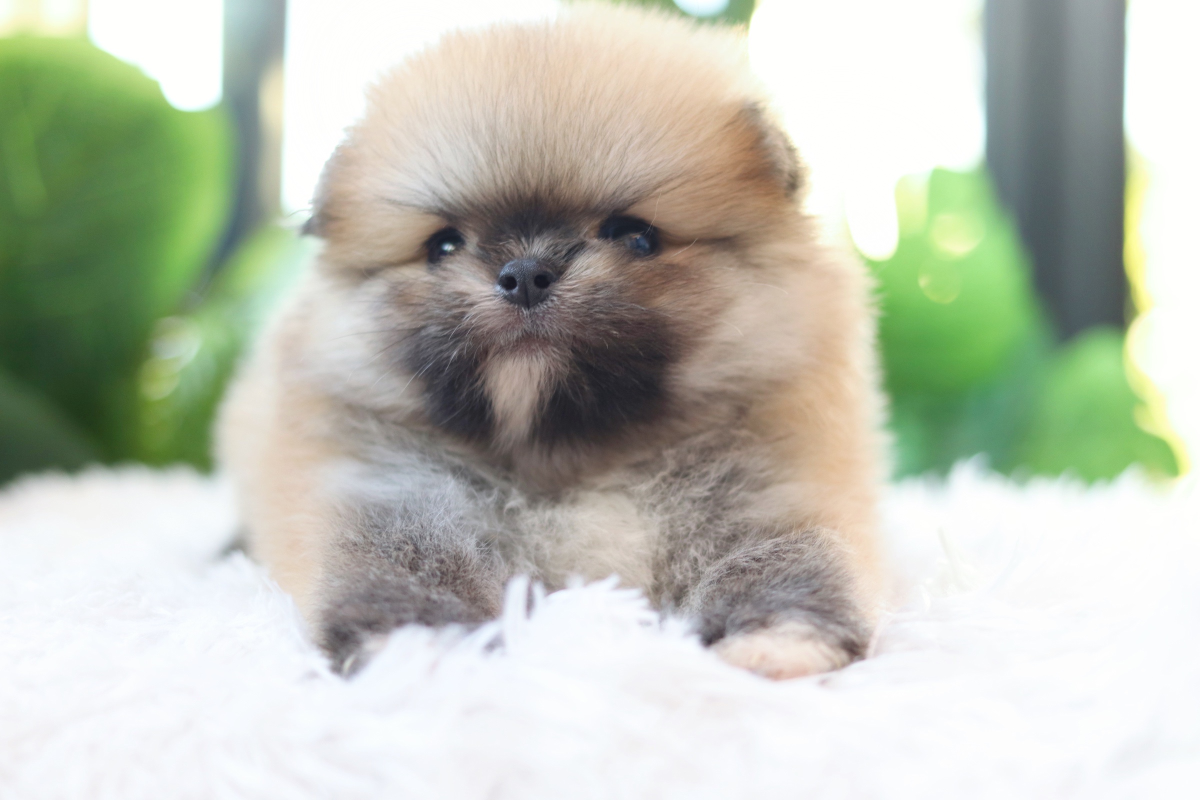 ปอมเมอเรเนียน เพศผู้สีส้ม