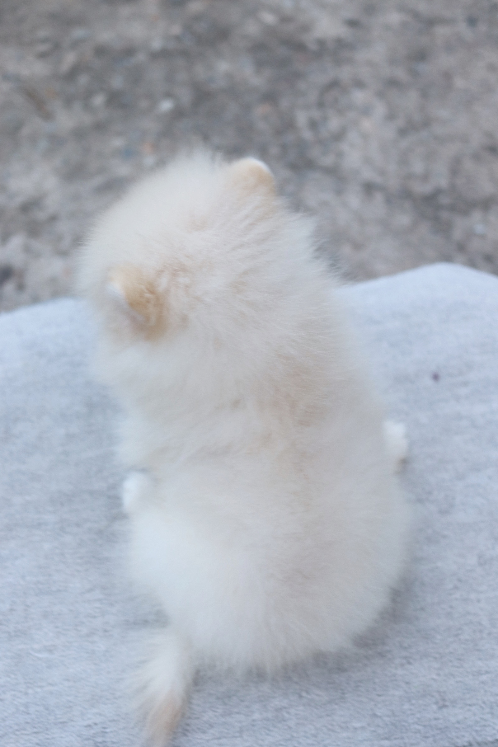 ปอมเมอเรเนียน เพศผู้ สีขาวครีม