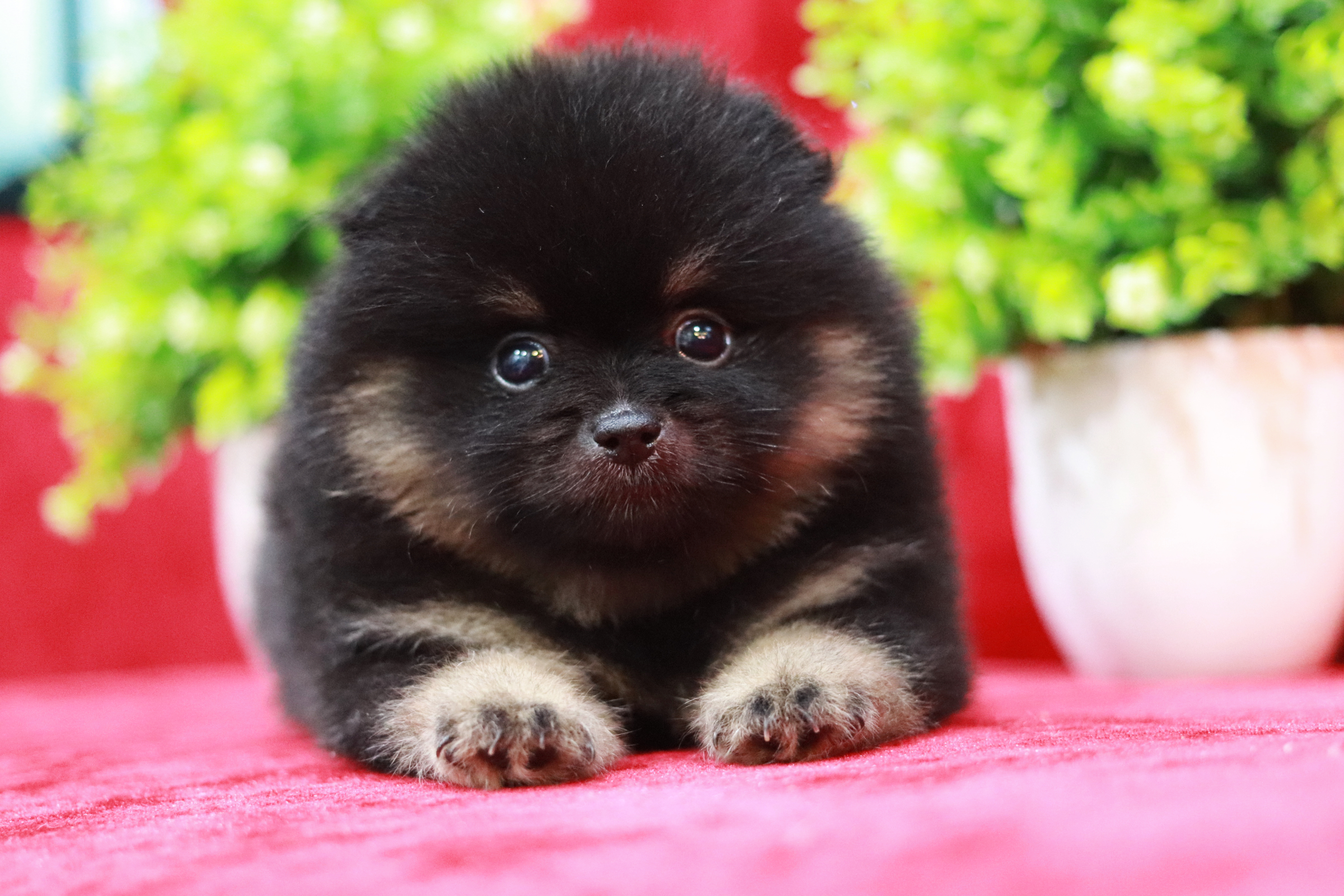 ปอมเมอเรเนียน เพศผู้ แบล็คแทน