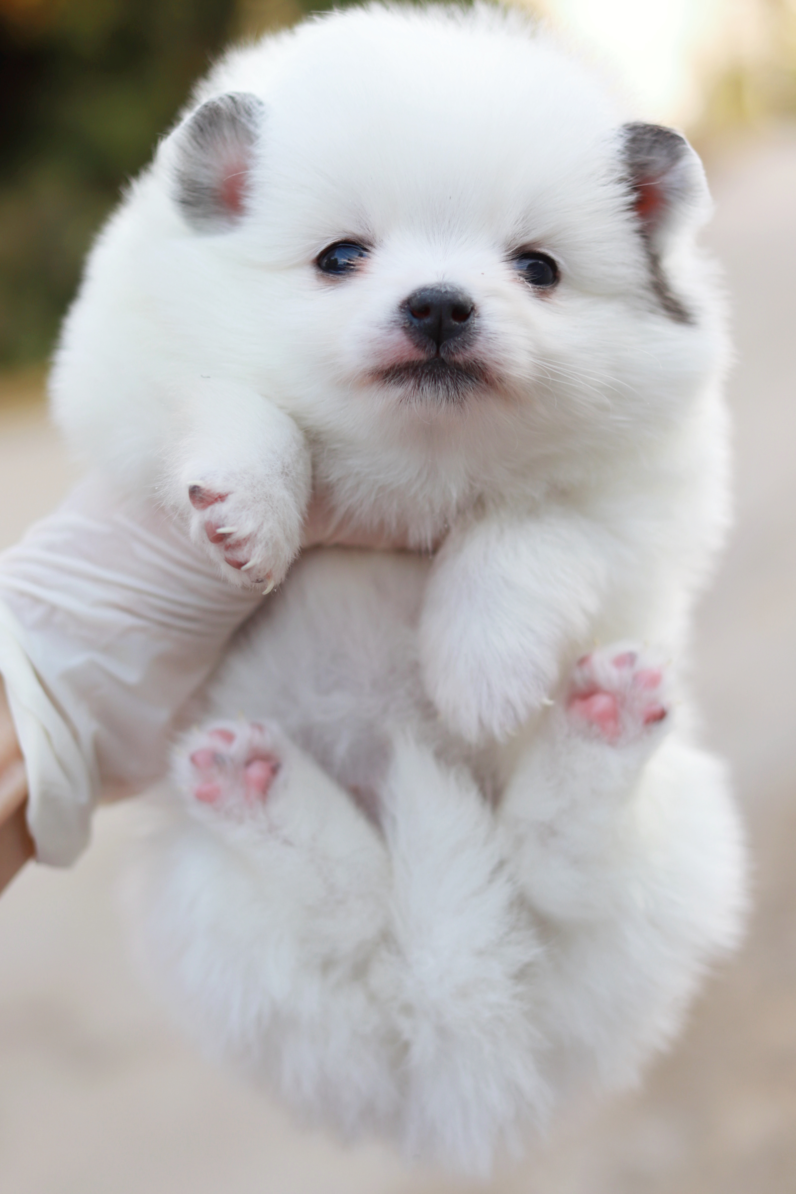 ปอมเมอเรเนียน เพศเมีย