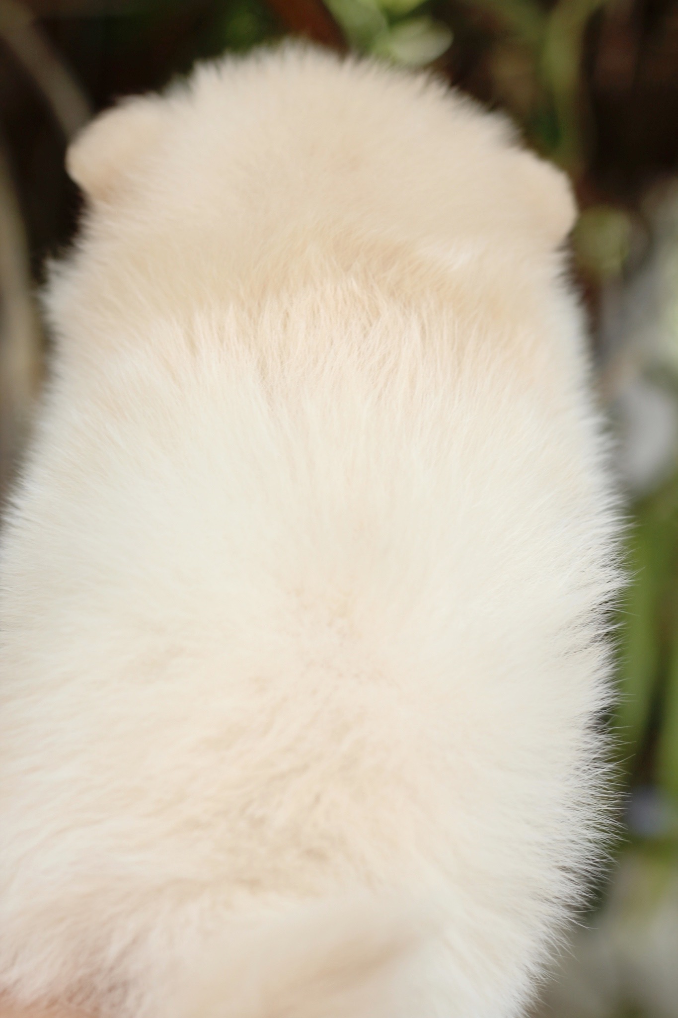 ปอมเมอเรเนียน เพศผู้ สีขาวครีม เกรดเลี้ยงเล่น