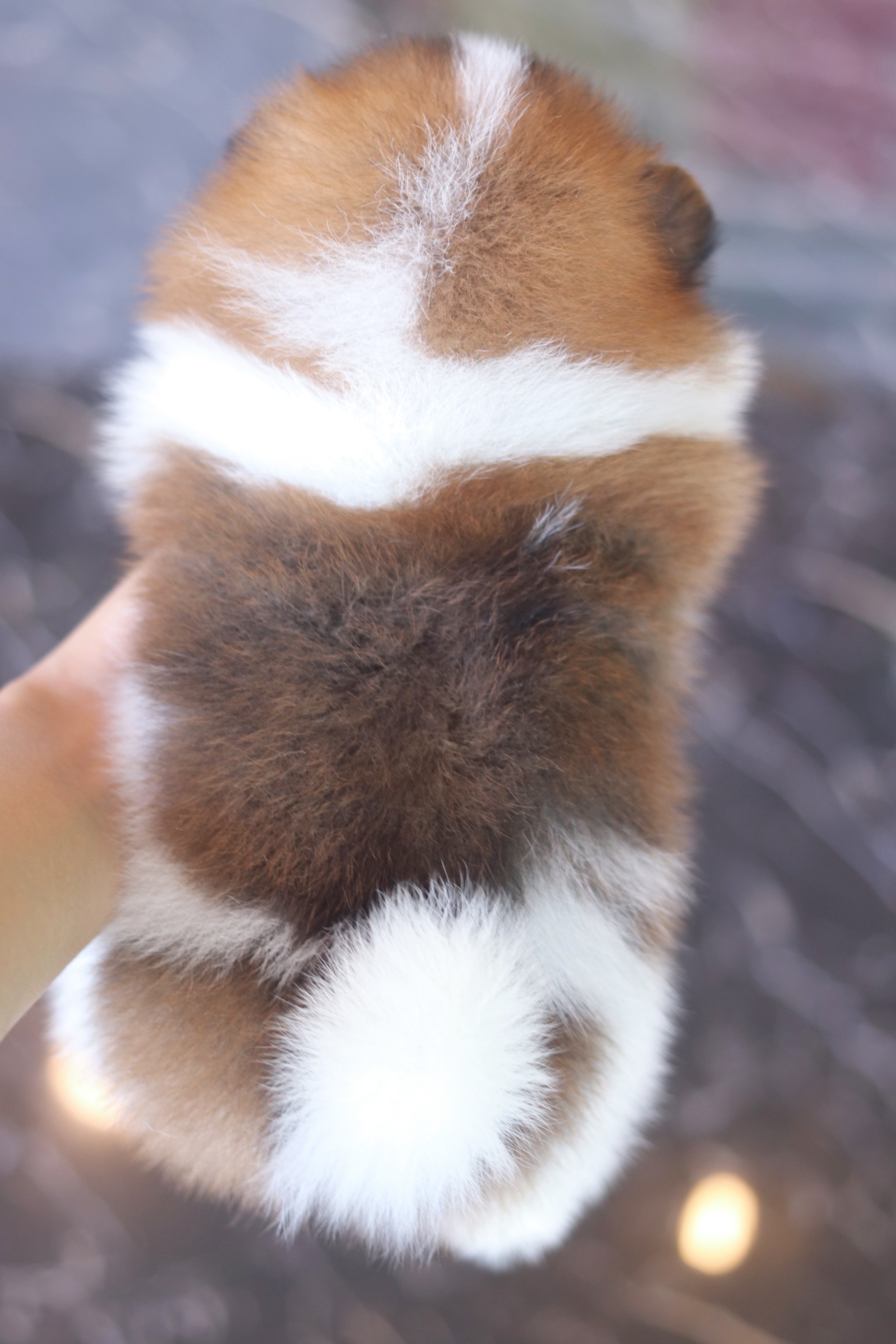 ปอมเมอเรเนียน เพศผู้ สีแฟนซี