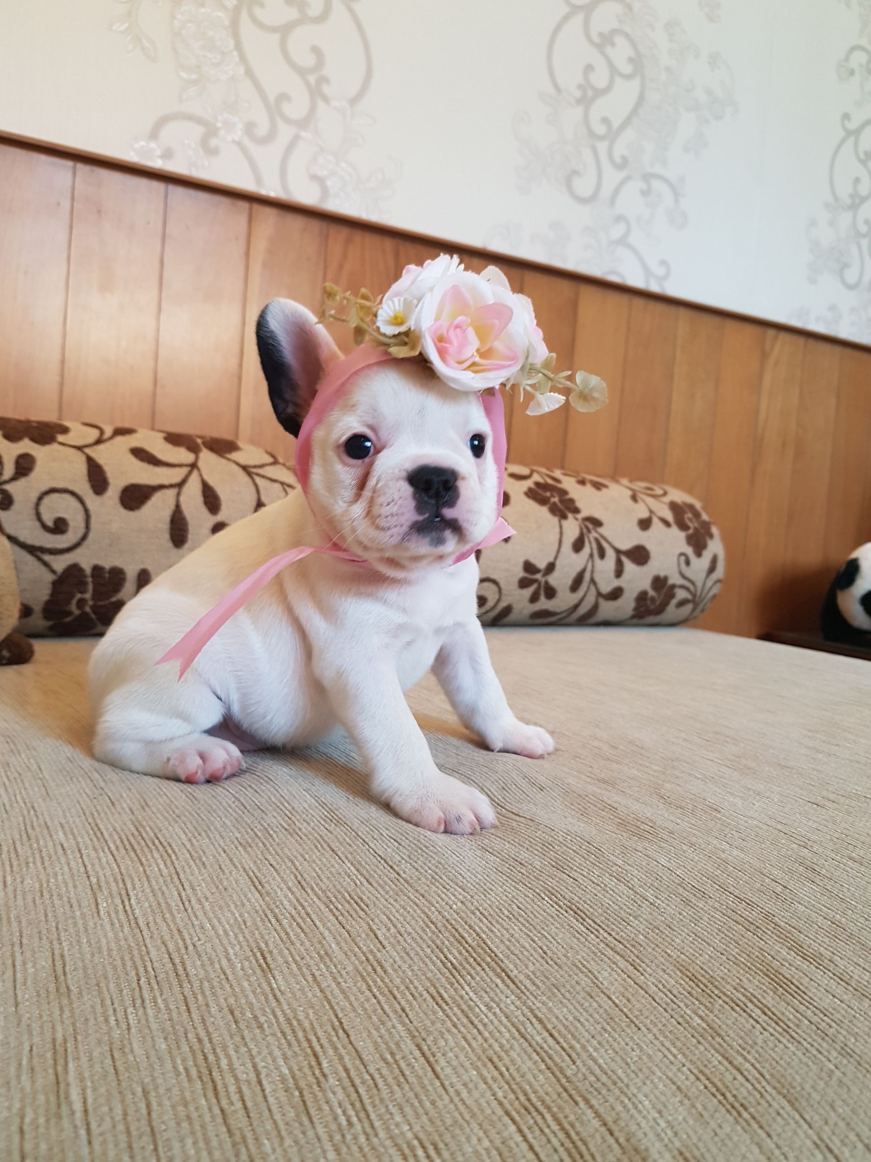 เด็กหญิง สีขาวน่ารัก ขี้อ้อน