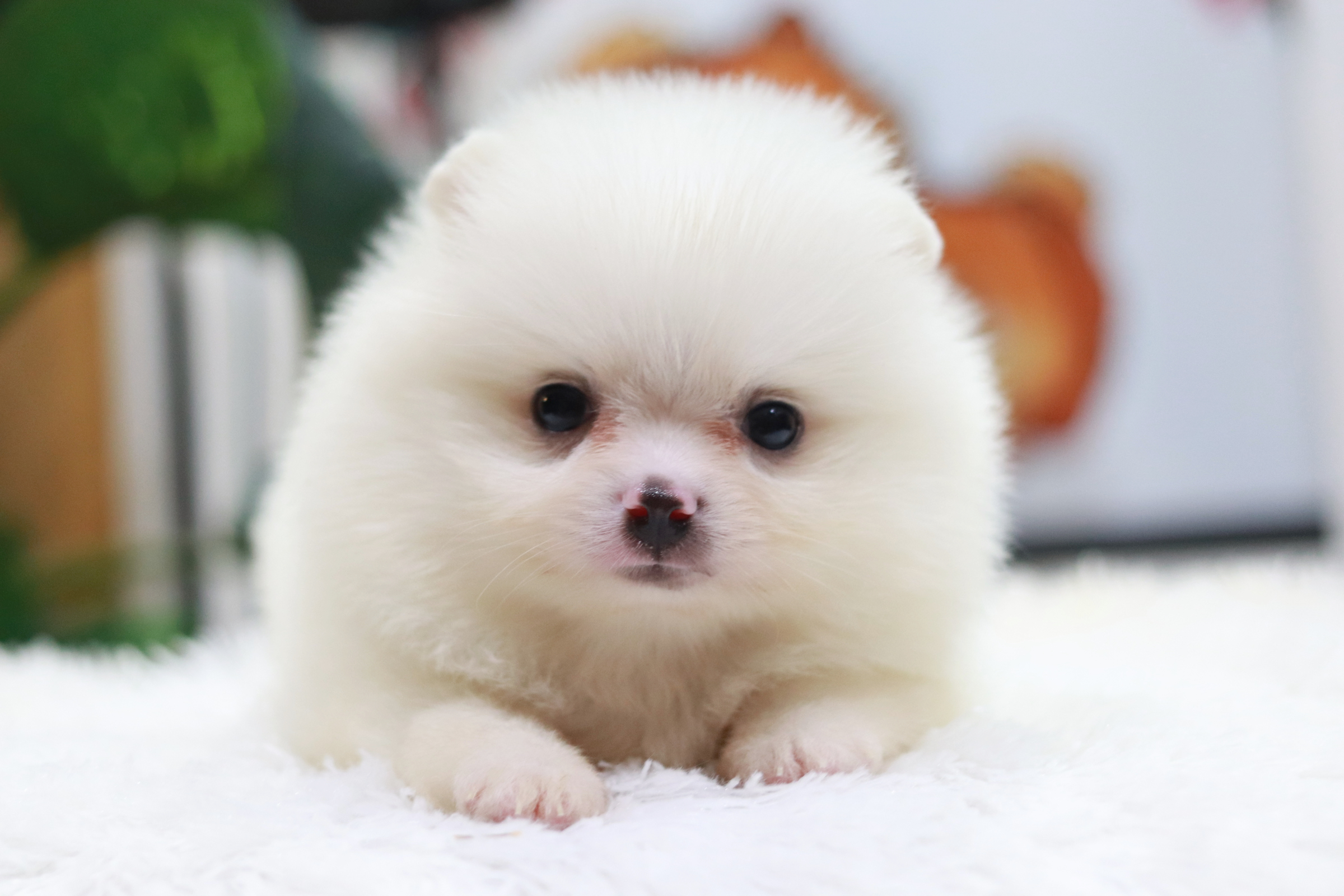 ปอมเมอเรเนียน เพศผู้สีขาว สำลี