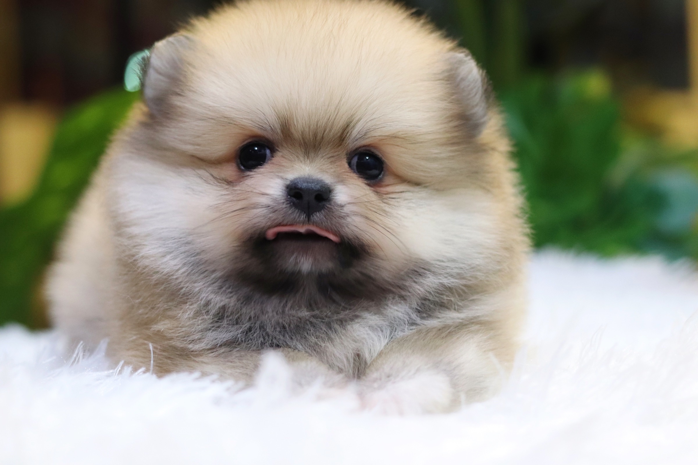 ปอมเมอเรเนียน เพศเมียสีส้ม