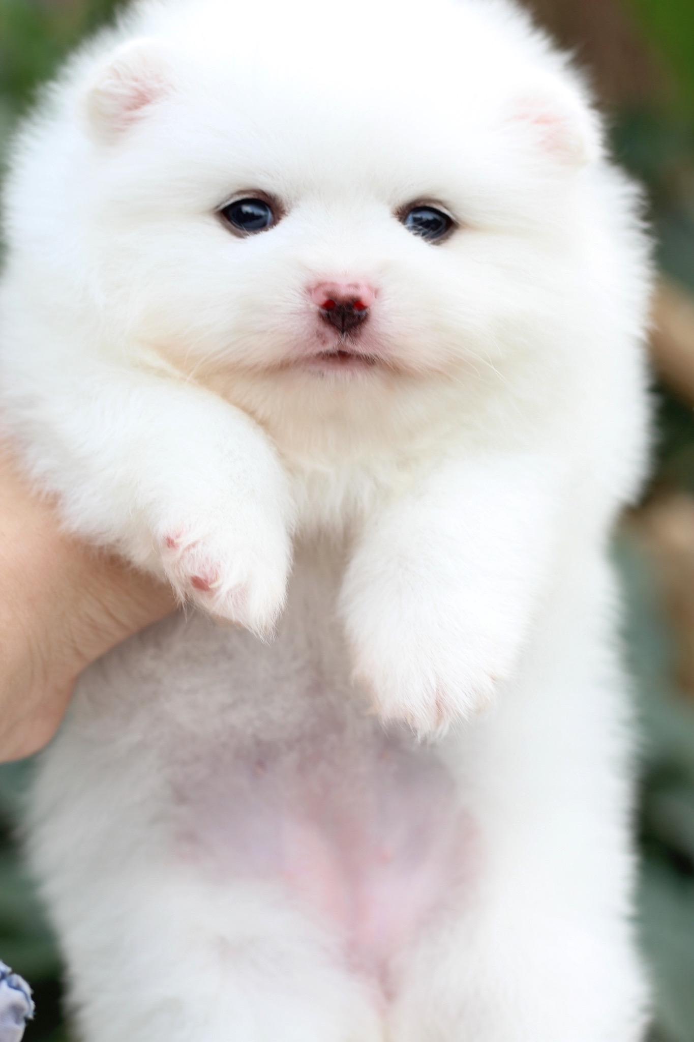 ปอมเมอเรเนียน เพศเมียสีขาว