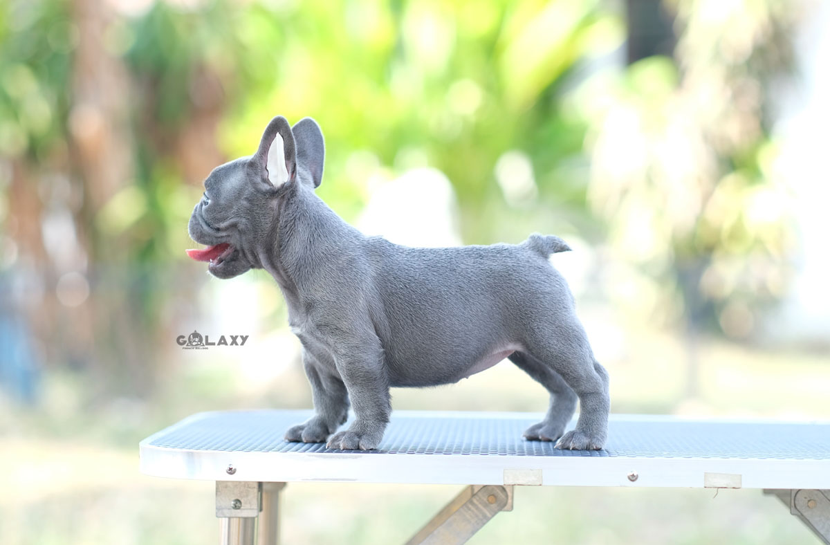 สาวน้อย สีบลู(สีเทา) หน้ากลมสั้นสวย แววตาสะกดจิตใครเห็นต้องหลงรัก , ได้รับการฉีดวัคซีนรวมป้องกัน5โรค , ถ่ายพยาธิตามกำหนด ก่อนการส่งมอบ , มีบริการส่งน้องต่างจังหวัด , สุนัขร่างกายสมบูรณ์แข็งแรง สุขภาพจิตดีทุกตัว 092-991-8888