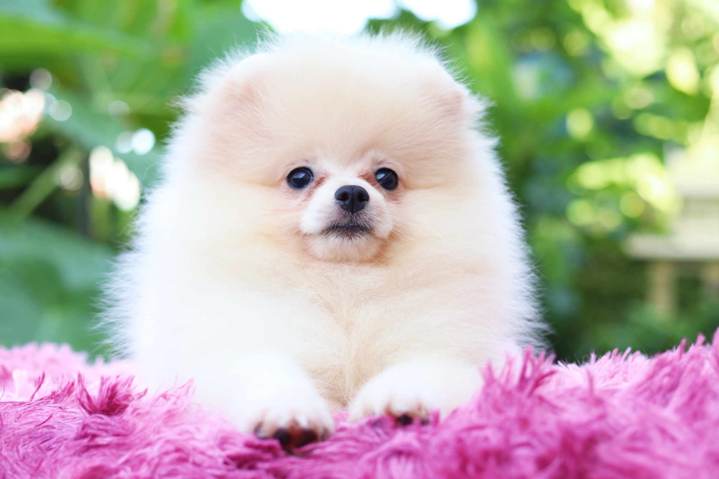 ปอมเมอเรเนียน เพศเมียสีครีม