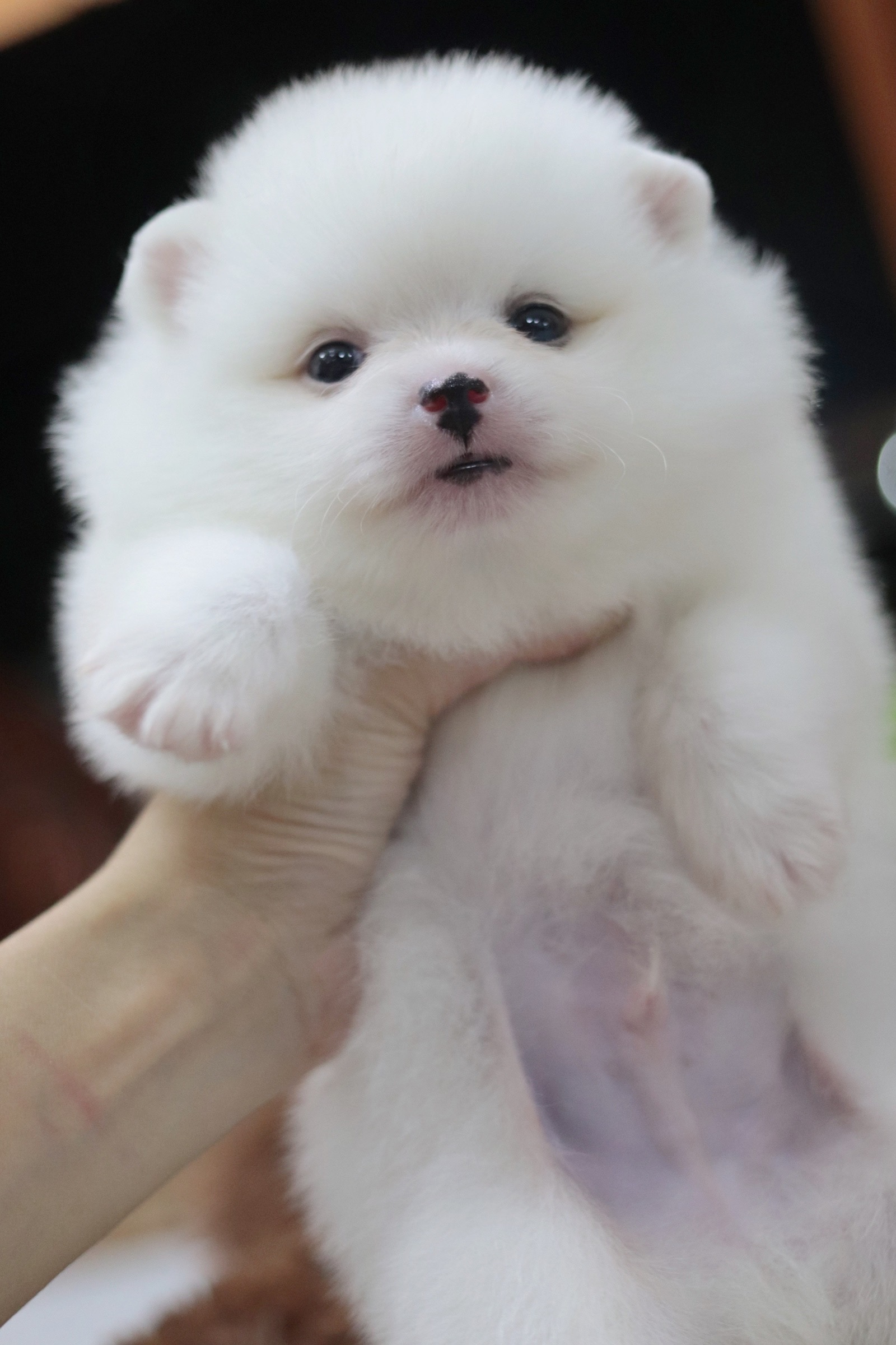 ปอมเมอเรเนียน เพศผู้สีขาว