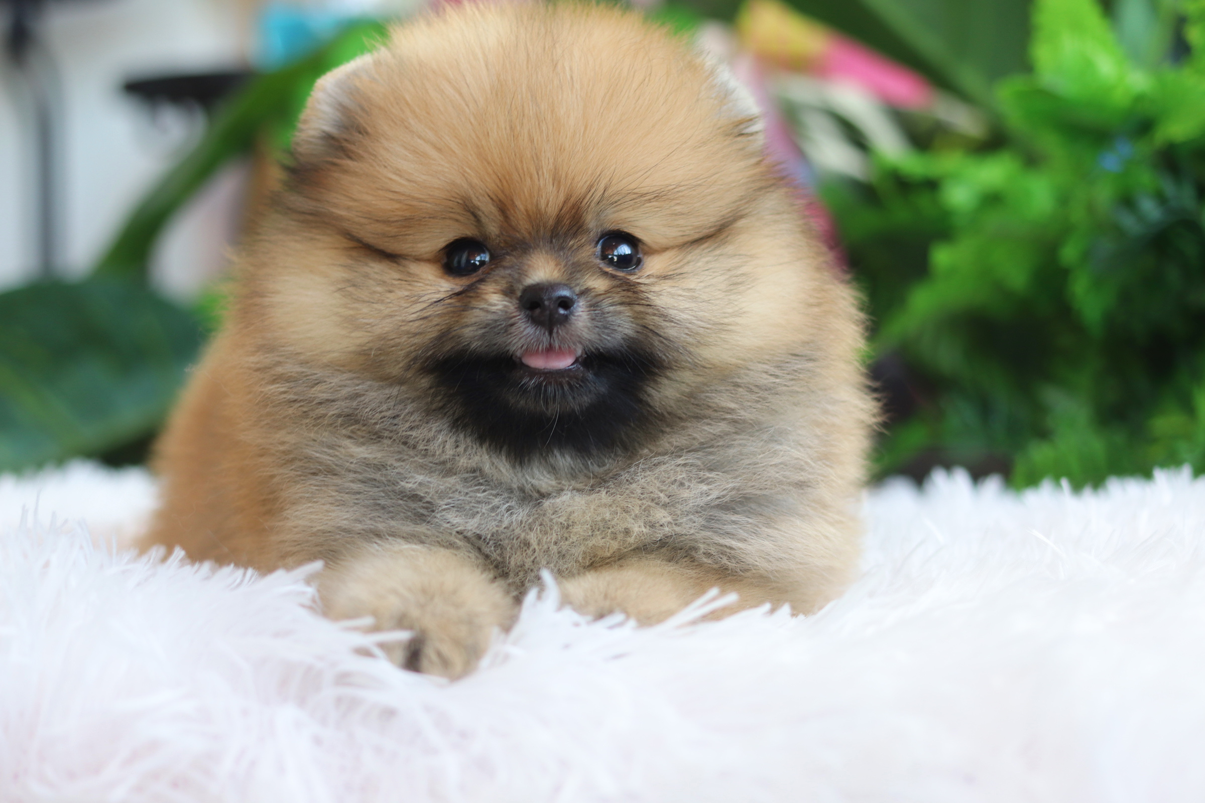 ปอมเมอเรเนียน เพศเมียสีส้ม เกรดโชว์