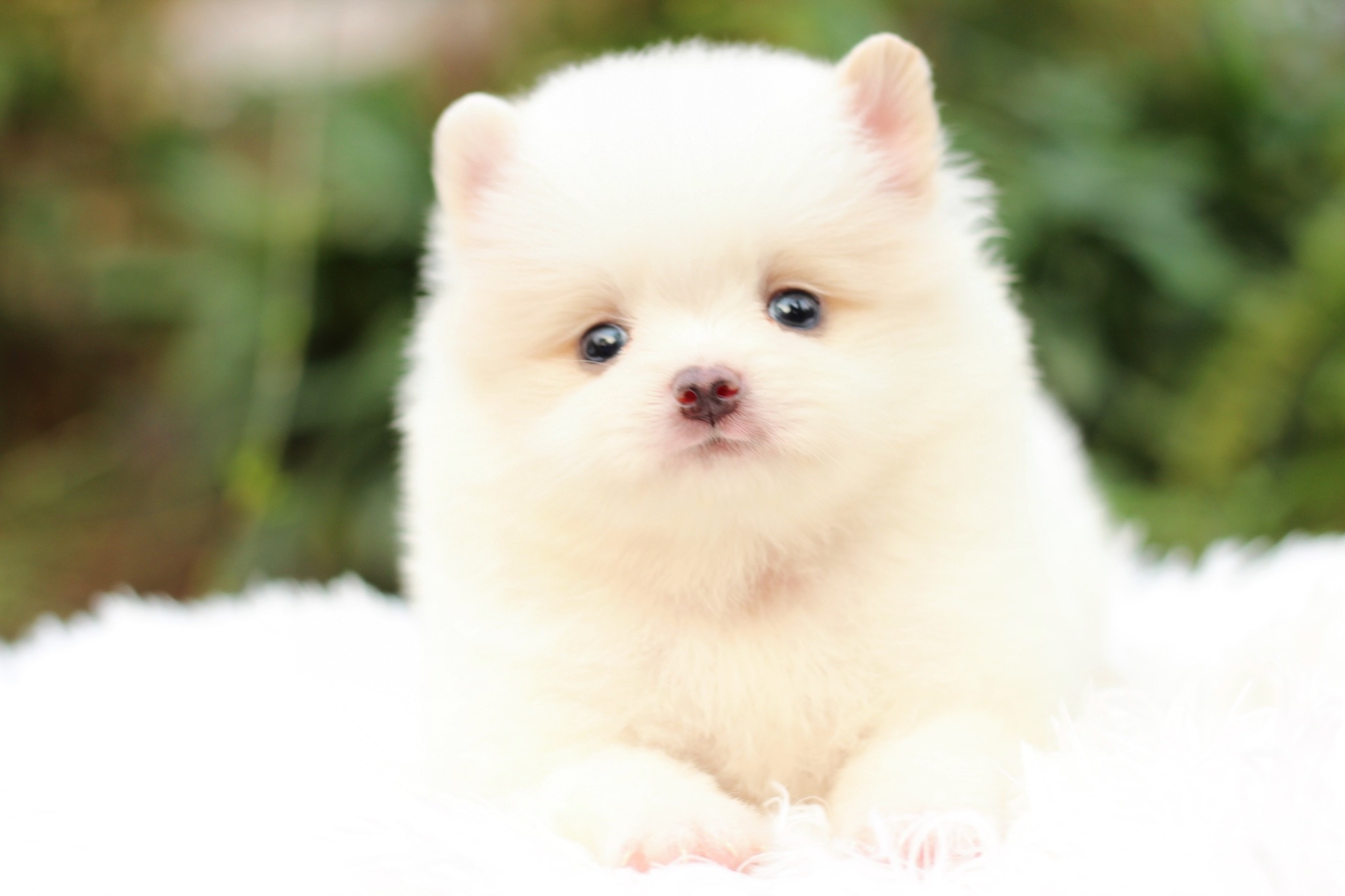 ปอมเมอเรเนียน เพศผู้ สีขาวครีม หน้าฟ็อก