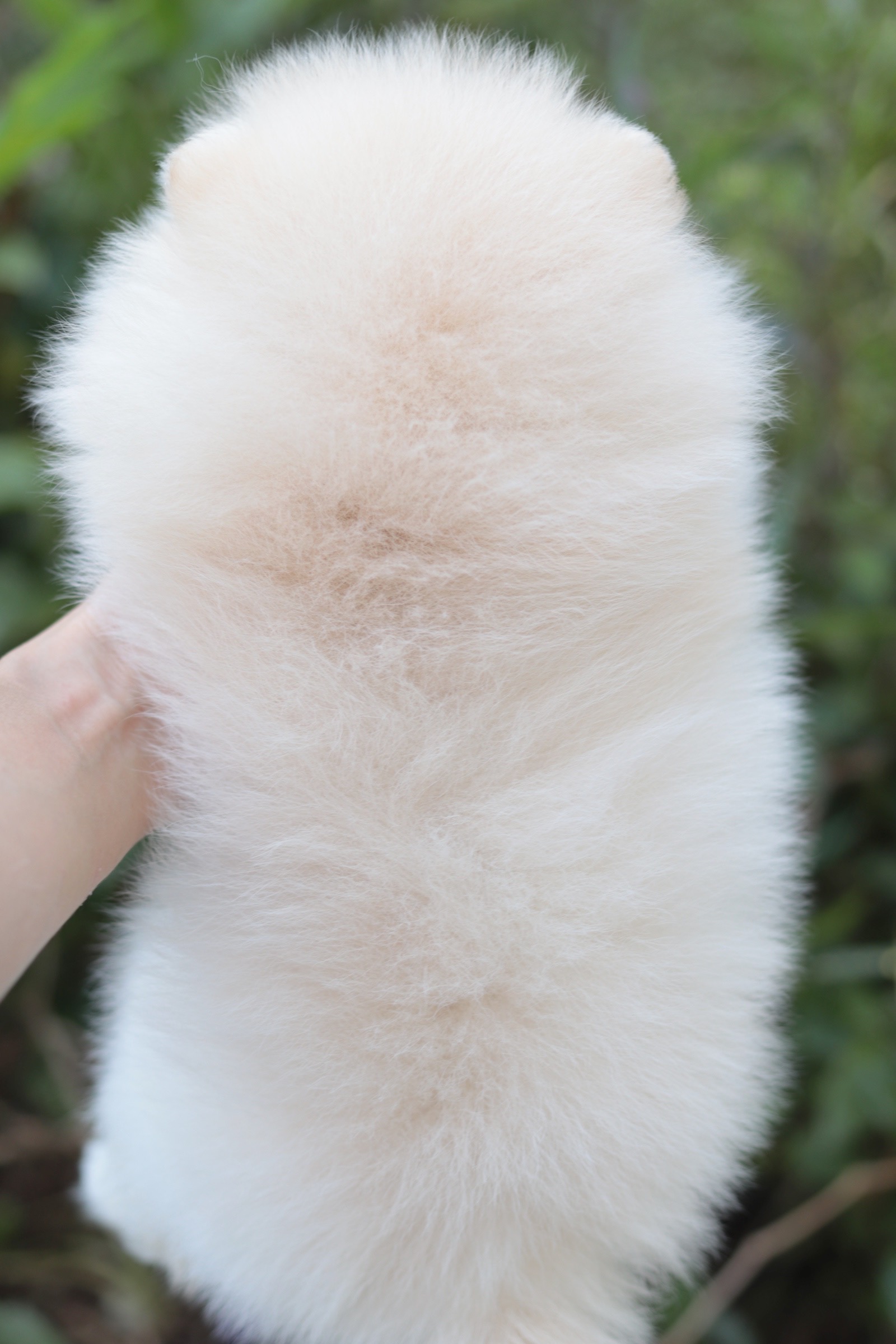 ปอมเมอเรเนียน เพศผู้ สีครีม