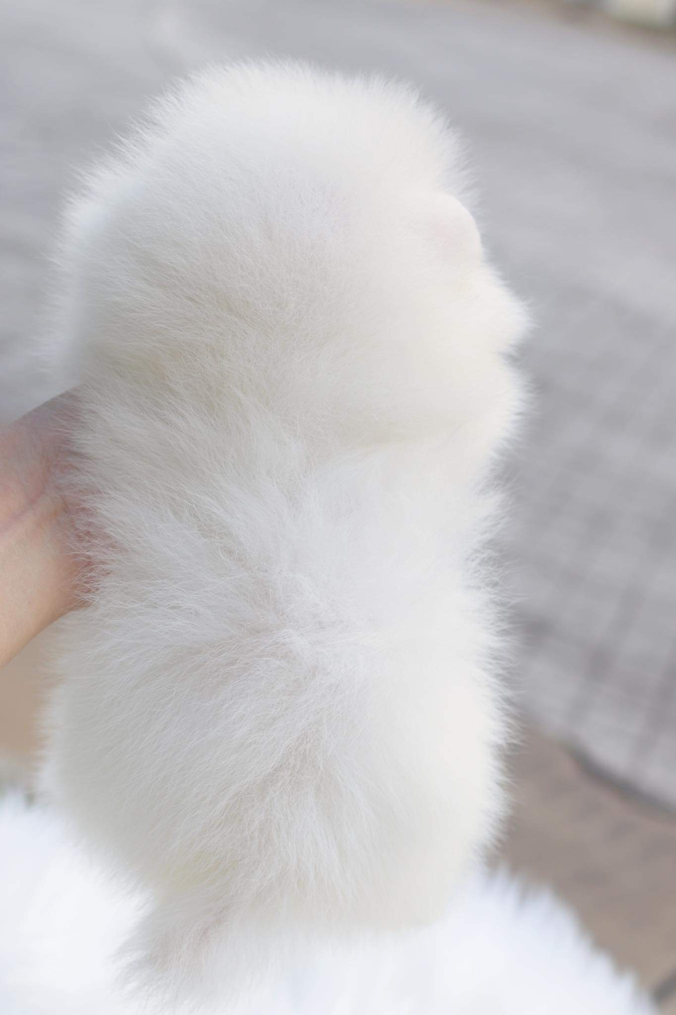 ปอมเมอเรเนียน เพศเมีย เกรดโชว์ สีขาวครีม