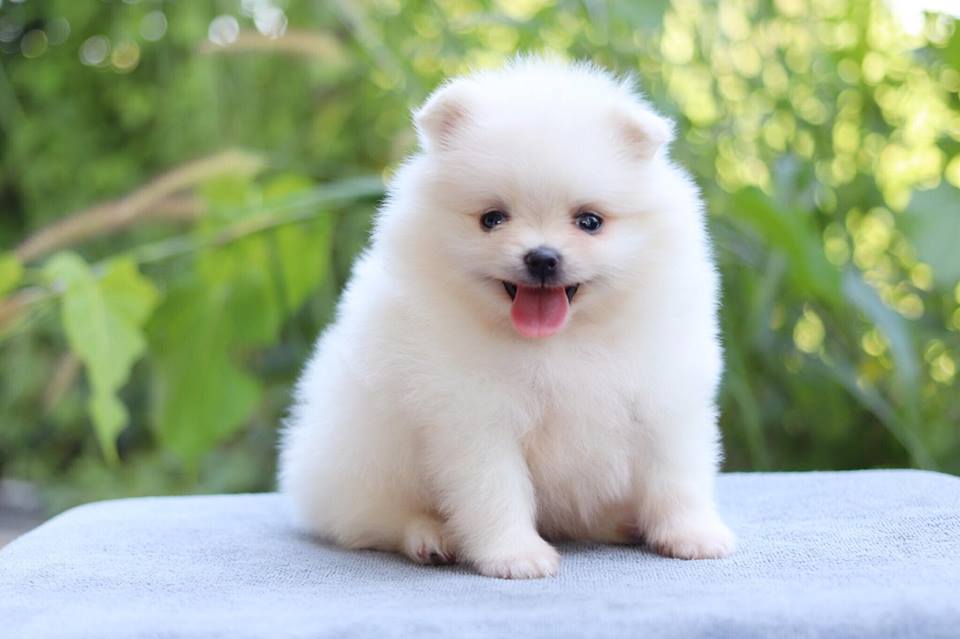 ปอมเมอเรเนียน เพศเมีย