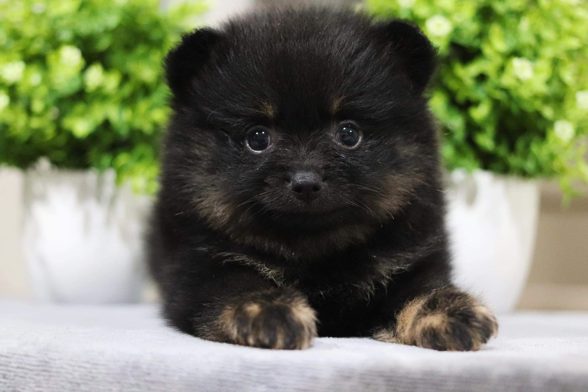 ปอมเมอเรเนียน เพศเมีย