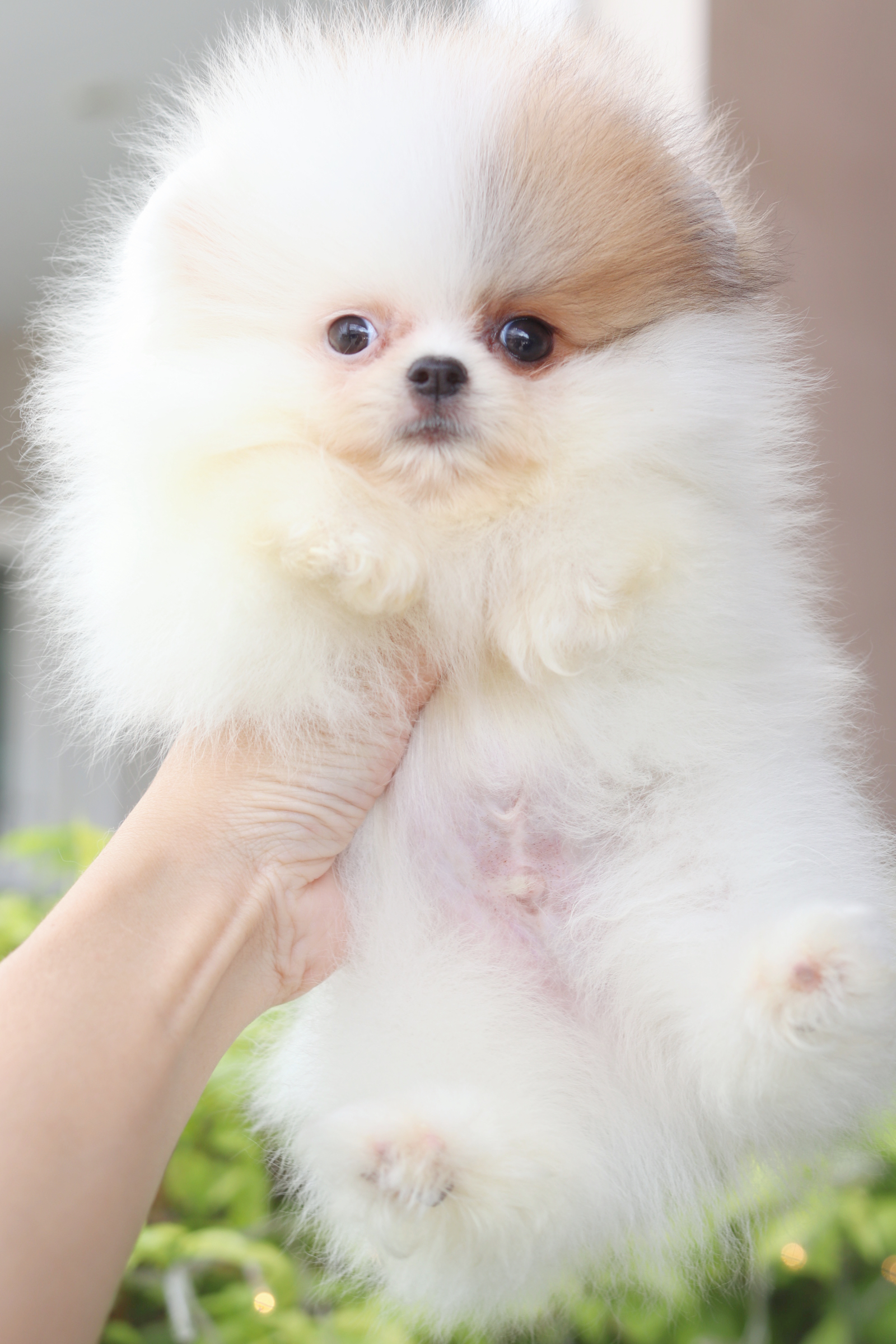 ปอมเมอเรเนียน เพศผู้ สีแฟนซี