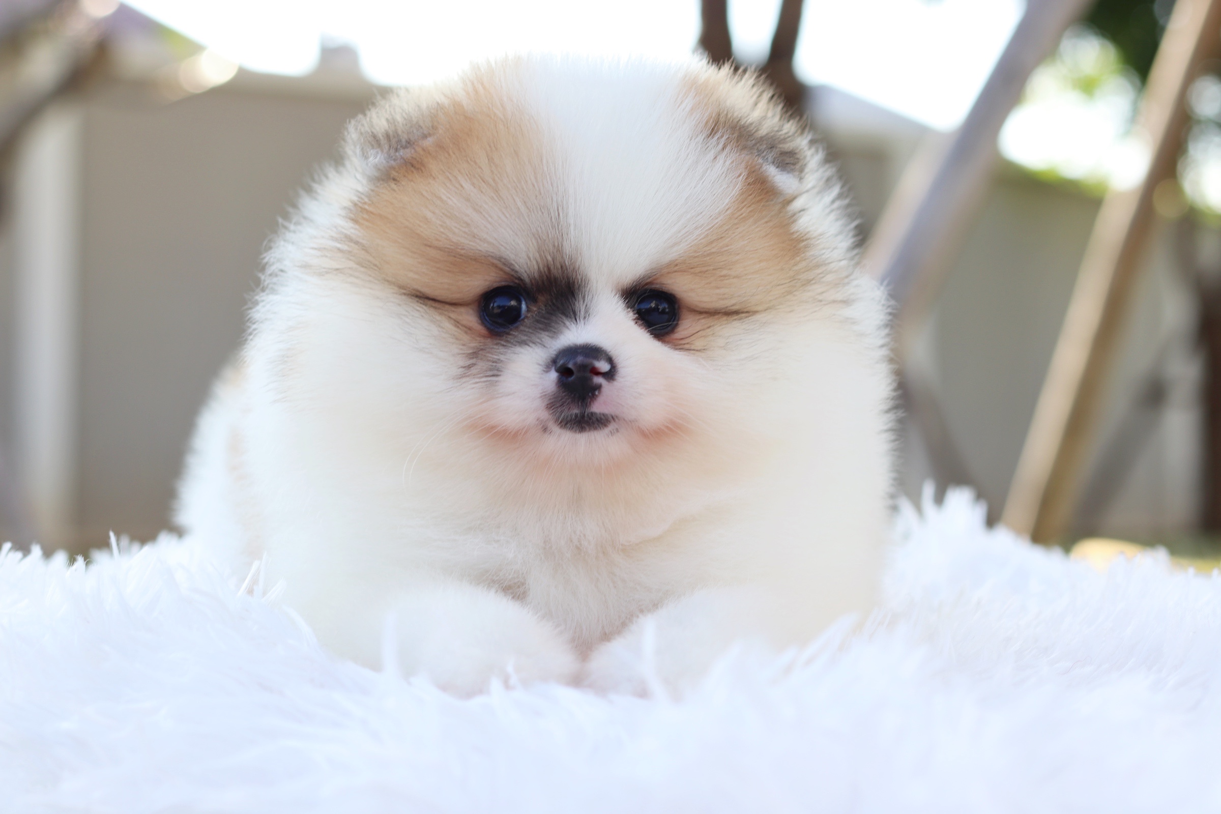 ปอมเมอเรเนียน เพศผู้ สีแฟนซี